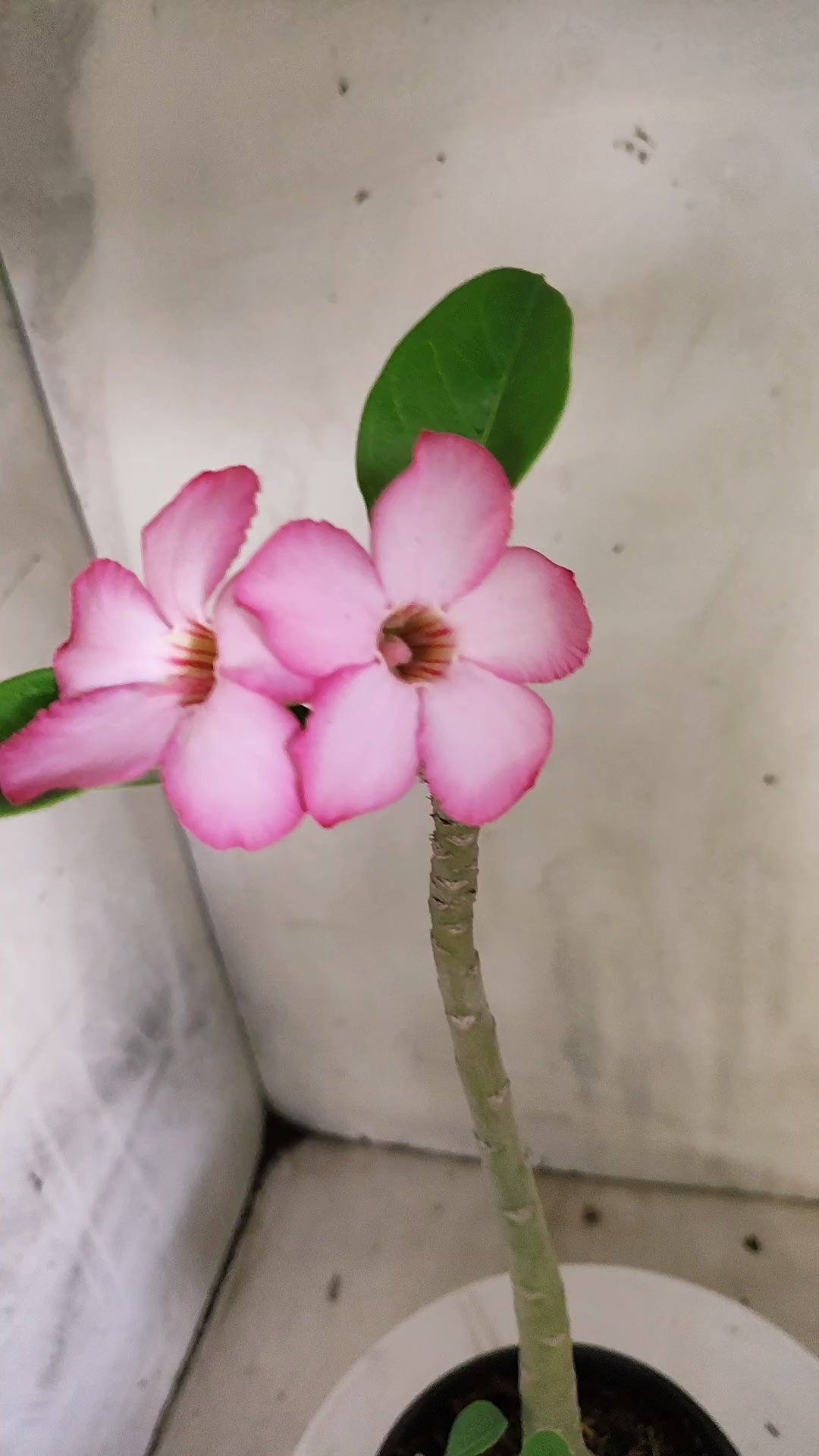 Planta ARABICUM 172 – 35cm – 03 anos