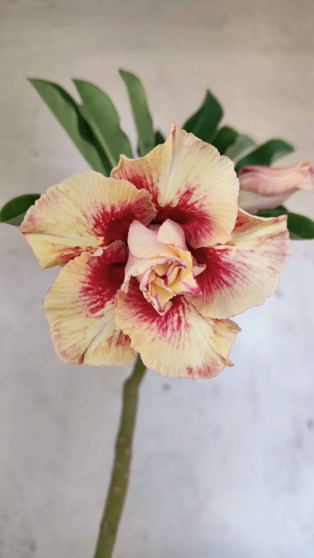 Planta Dobrada 3912 – 35cm – 03 anos