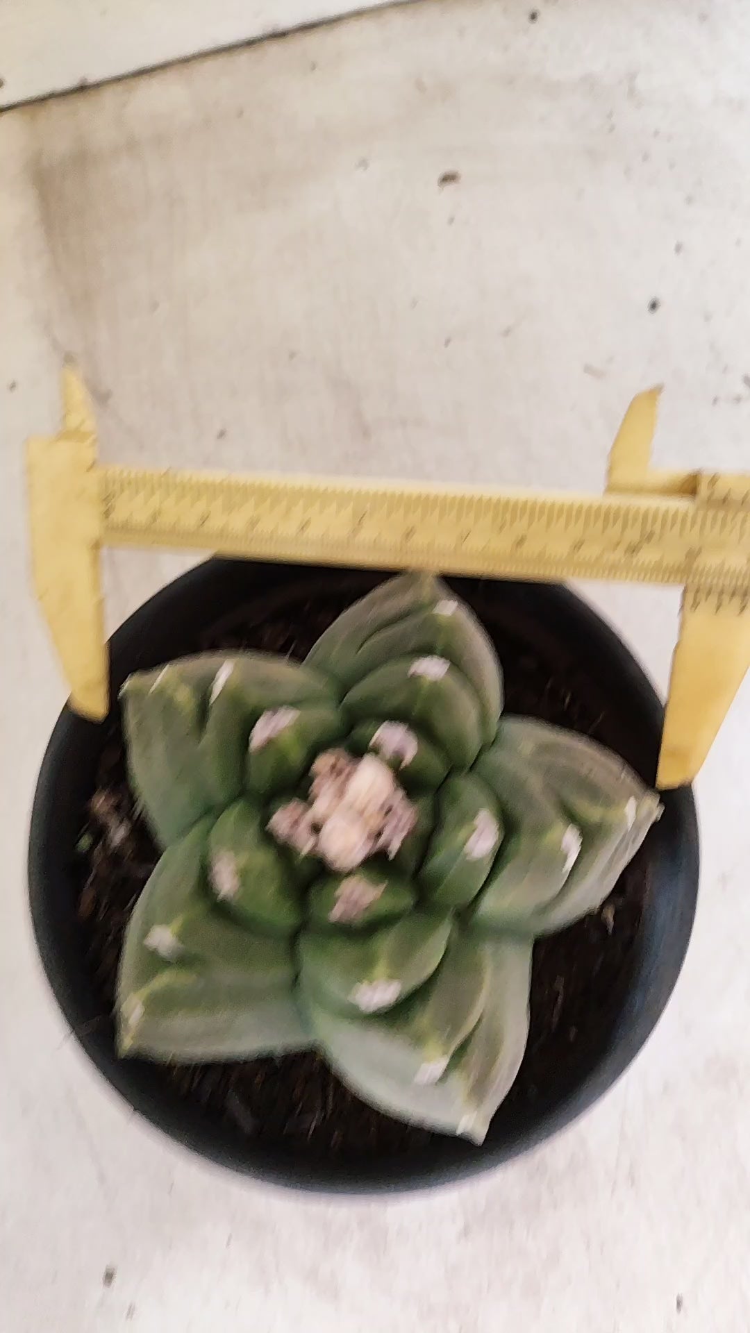 MATRIZ ASTROPHYTUM cv KIKKO  Nº 51 – vaso 15