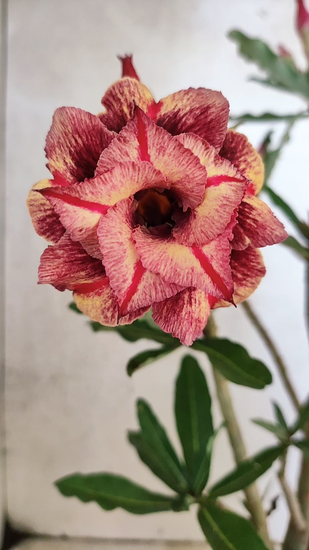 Planta Dobrada 3907 – 30cm – 02 anos