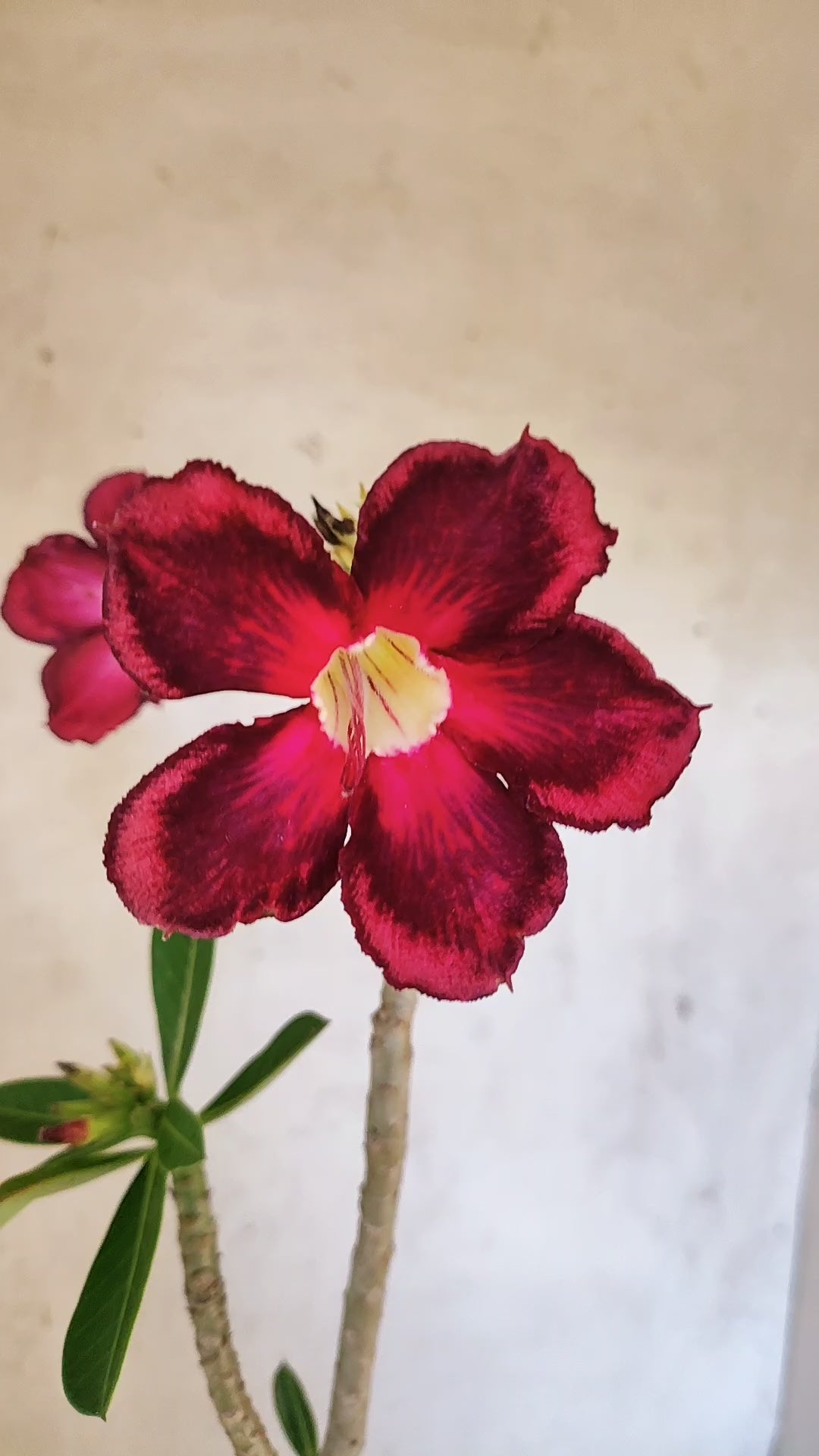 Planta Simples 3515 – 30cm – 02 anos