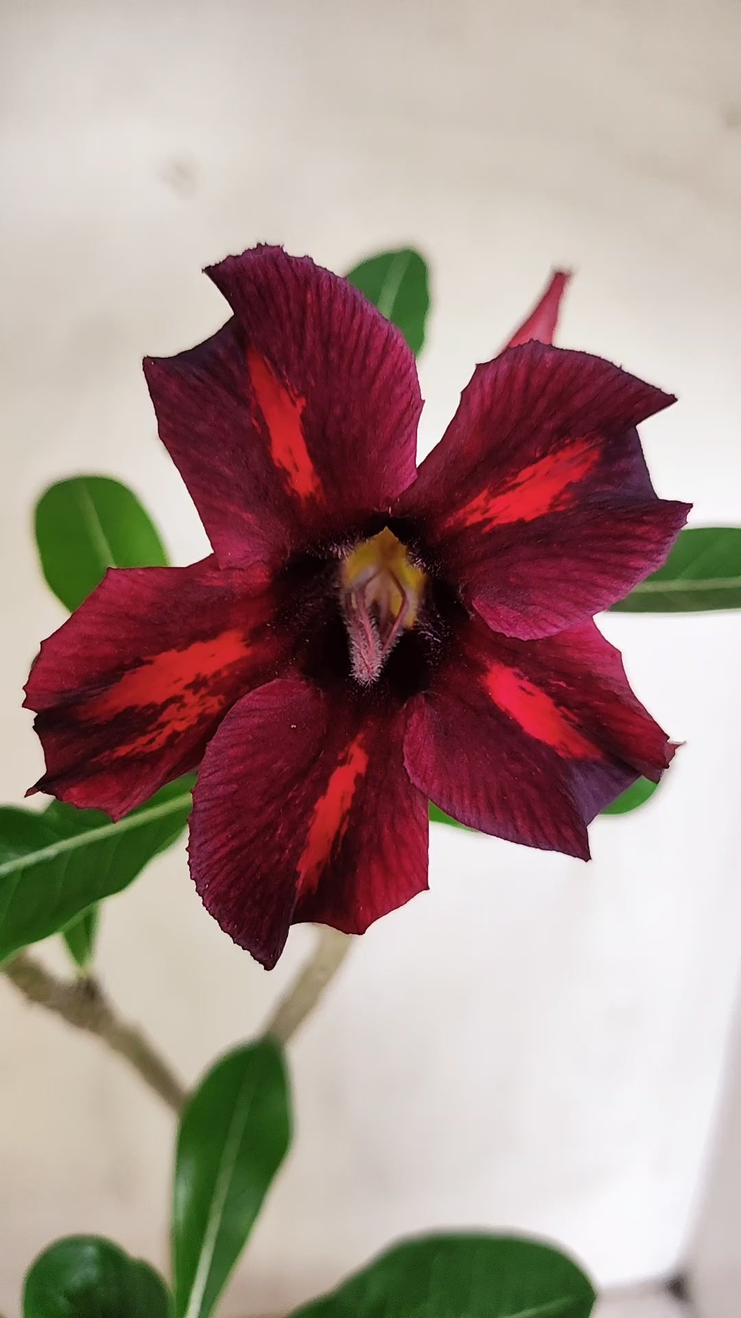 Planta Simples 3647 – 30cm – 02 anos - vaso 15
