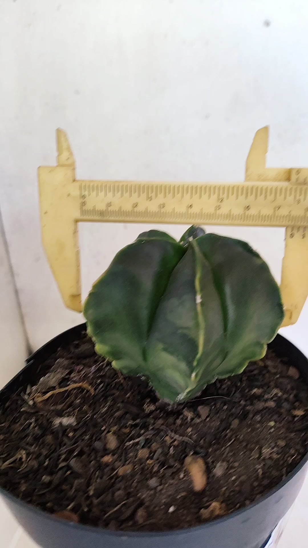 ASTROPHYTUM Myriostigma "Variegata"  Nº 1254 – vaso 15