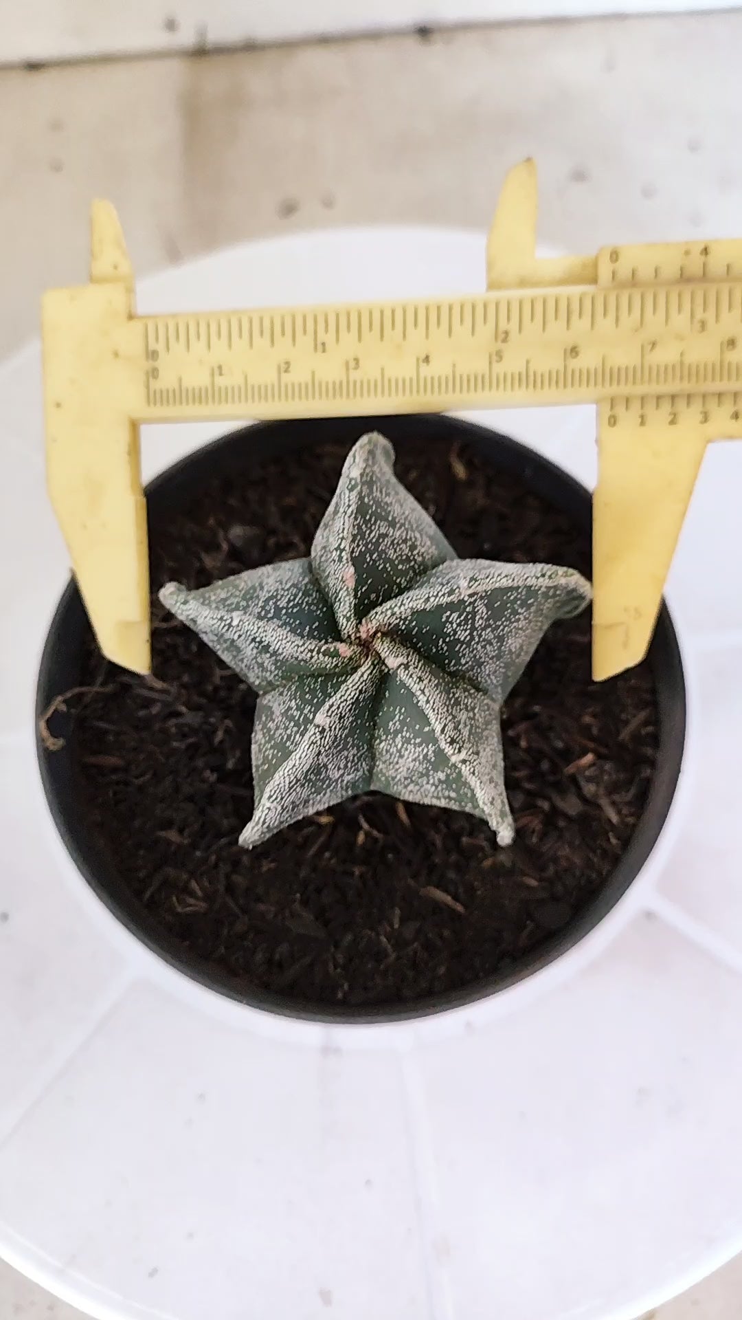ASTROPHYTUM MYRIOSTIGMA Nº 1241 – vaso 11