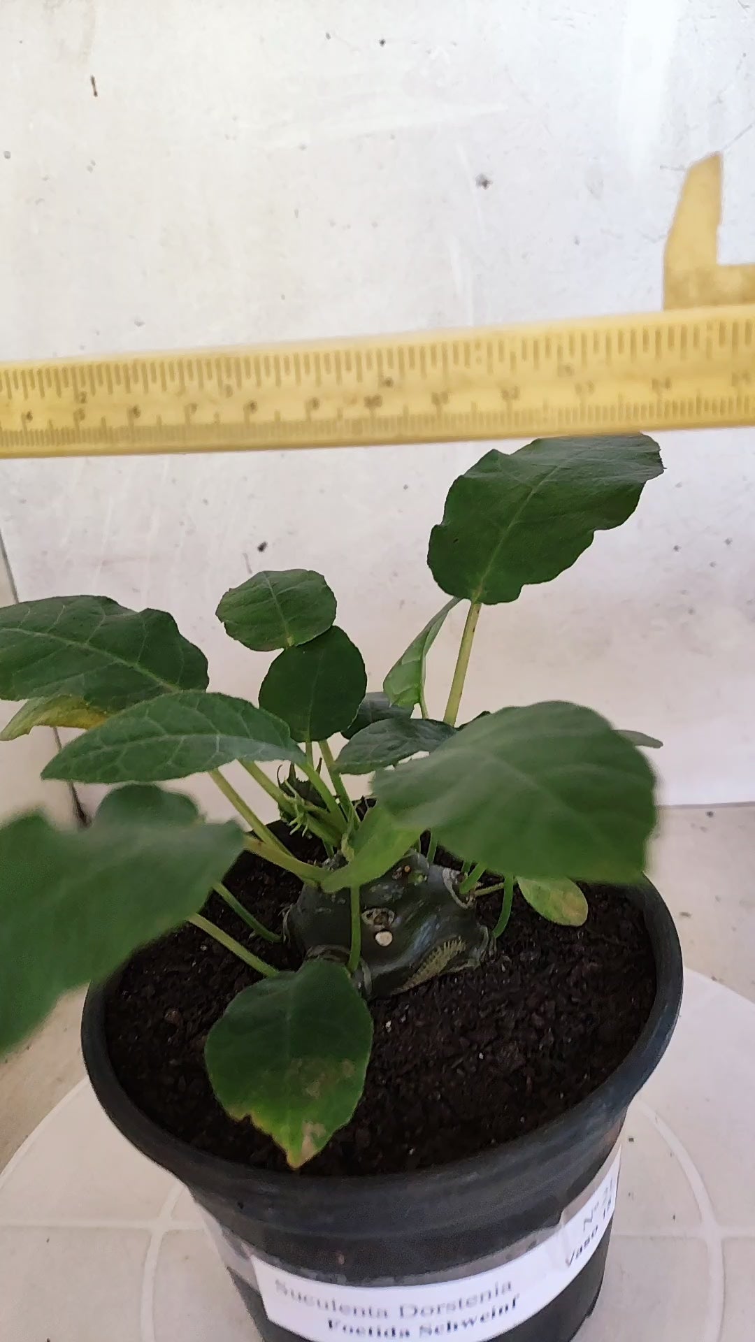 Suculenta Dorstenia Foetida Schweinf  N° 21 - Vaso 15