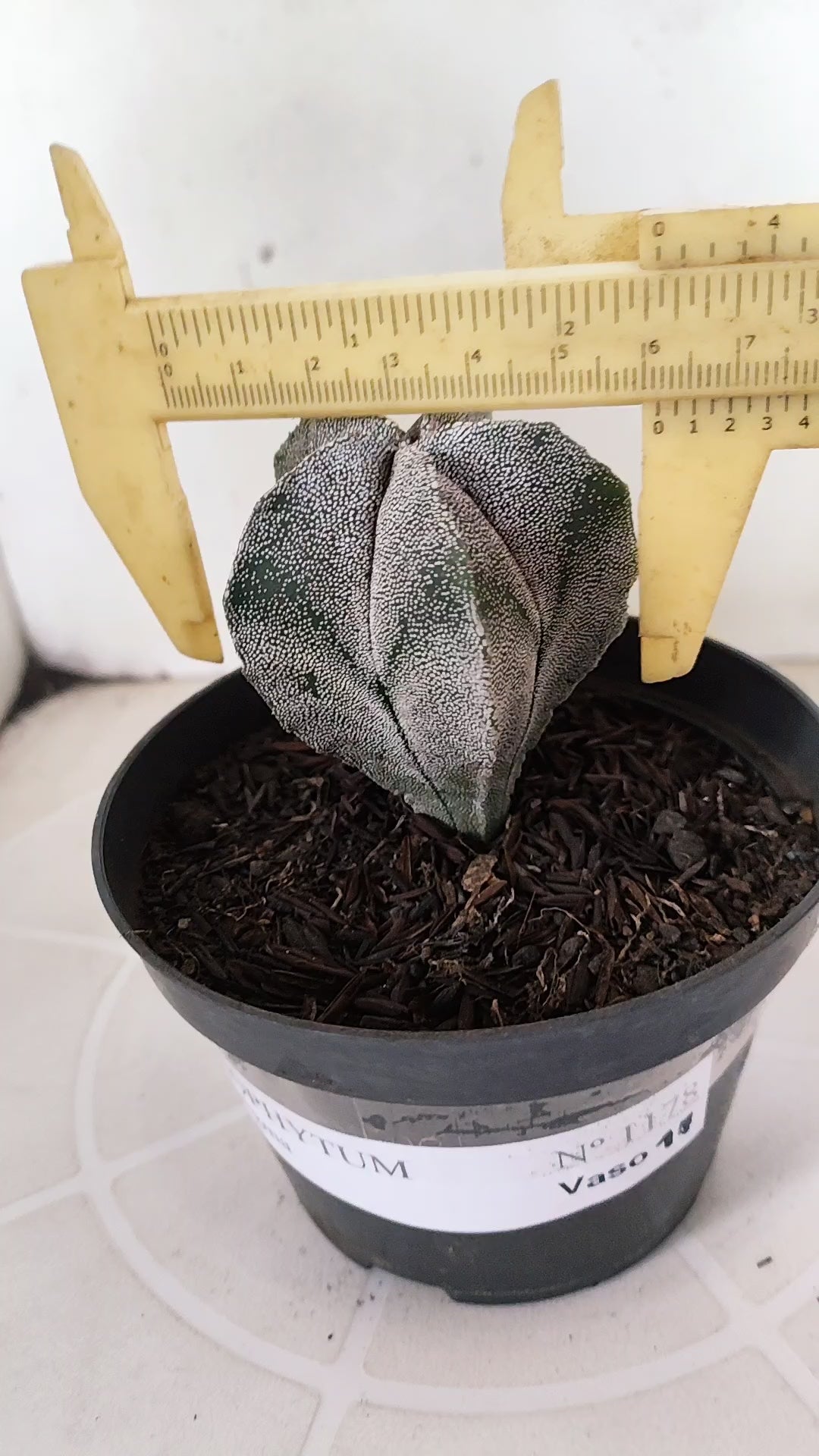 ASTROPHYTUM MYRIOSTIGMA  Nº 1178 – vaso 11
