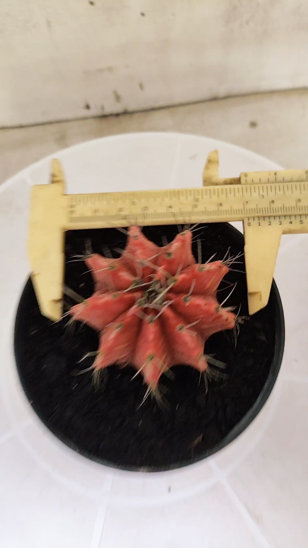 Gymnocalycium Mihanovichii "Variegata" Nº 1869 – vaso 11
