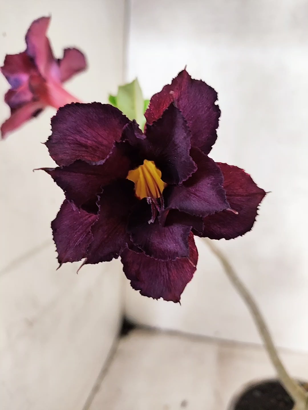 Planta Dobrada 3855 – 35cm – 03 anos