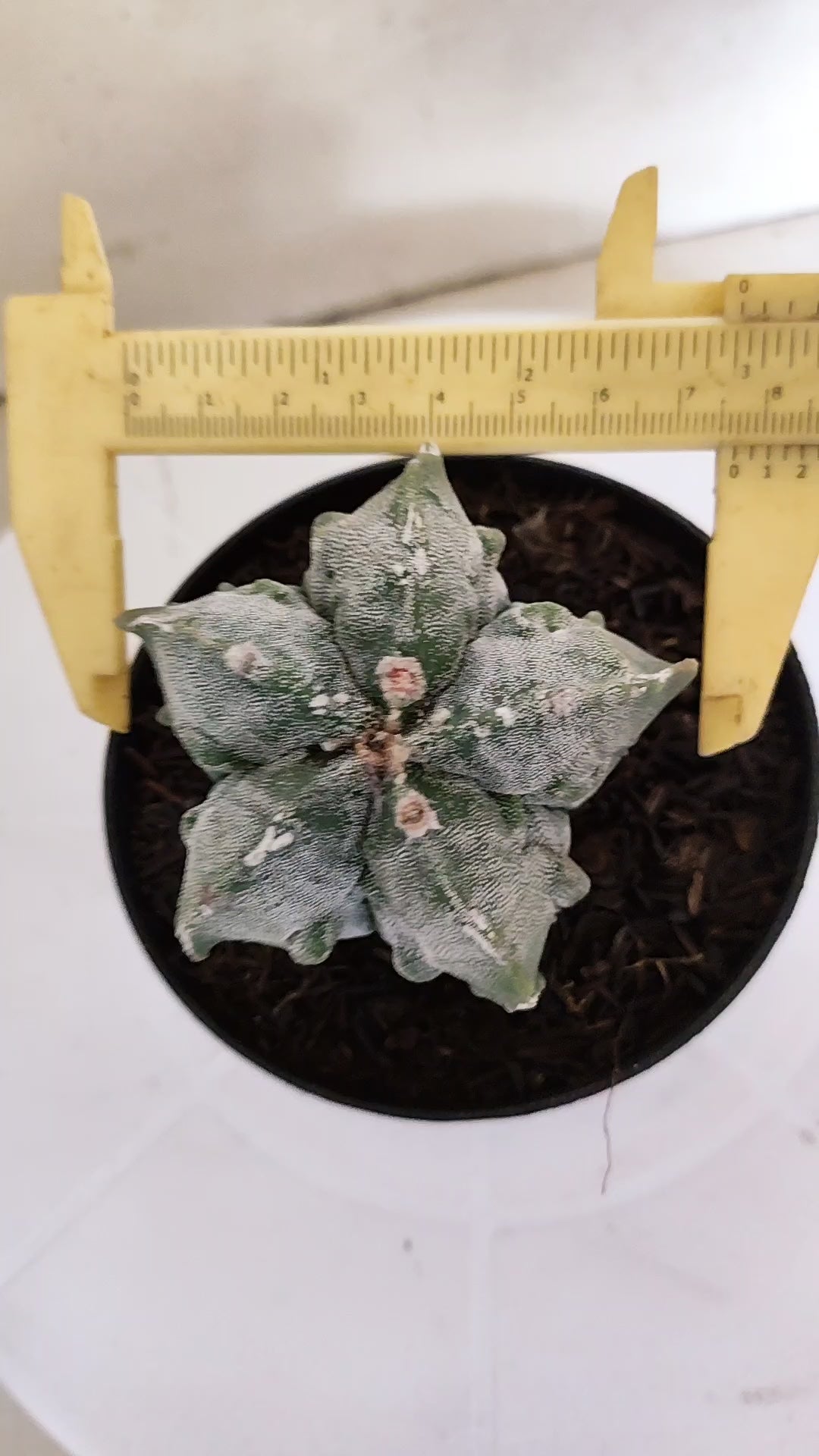 ASTROPHYTUM MYRIOSTIGMA cv KIKKO FUKURYU  Nº 263 – vaso 11