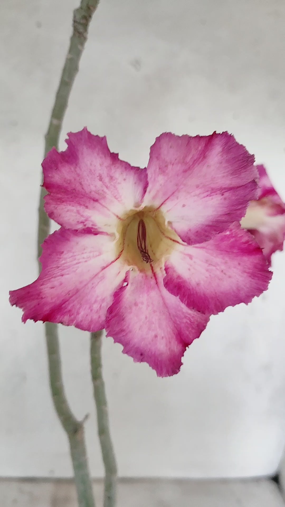 Planta Simples 3528 – 35cm – 03 anos