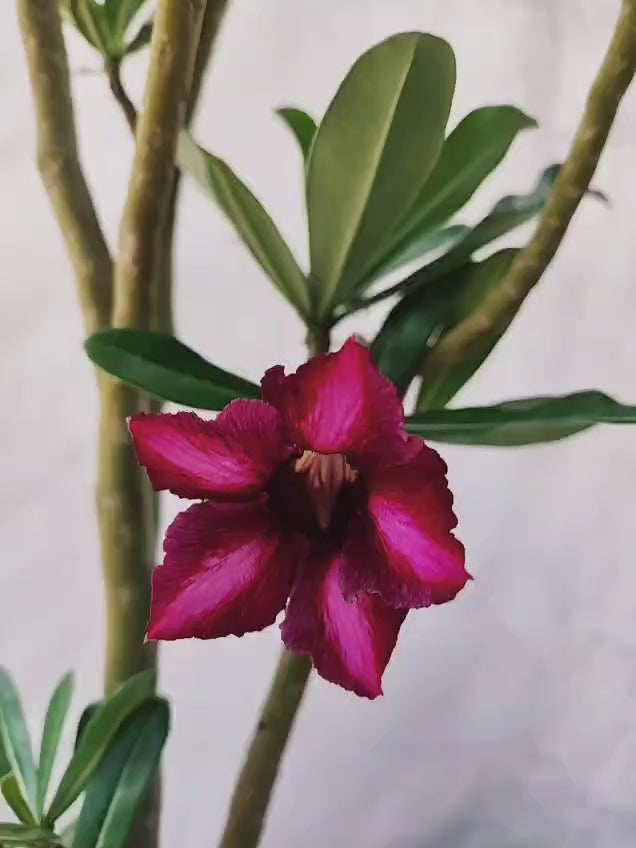 Planta MATRIZ SIMPLES Nº 28 – 75cm – 05 anos