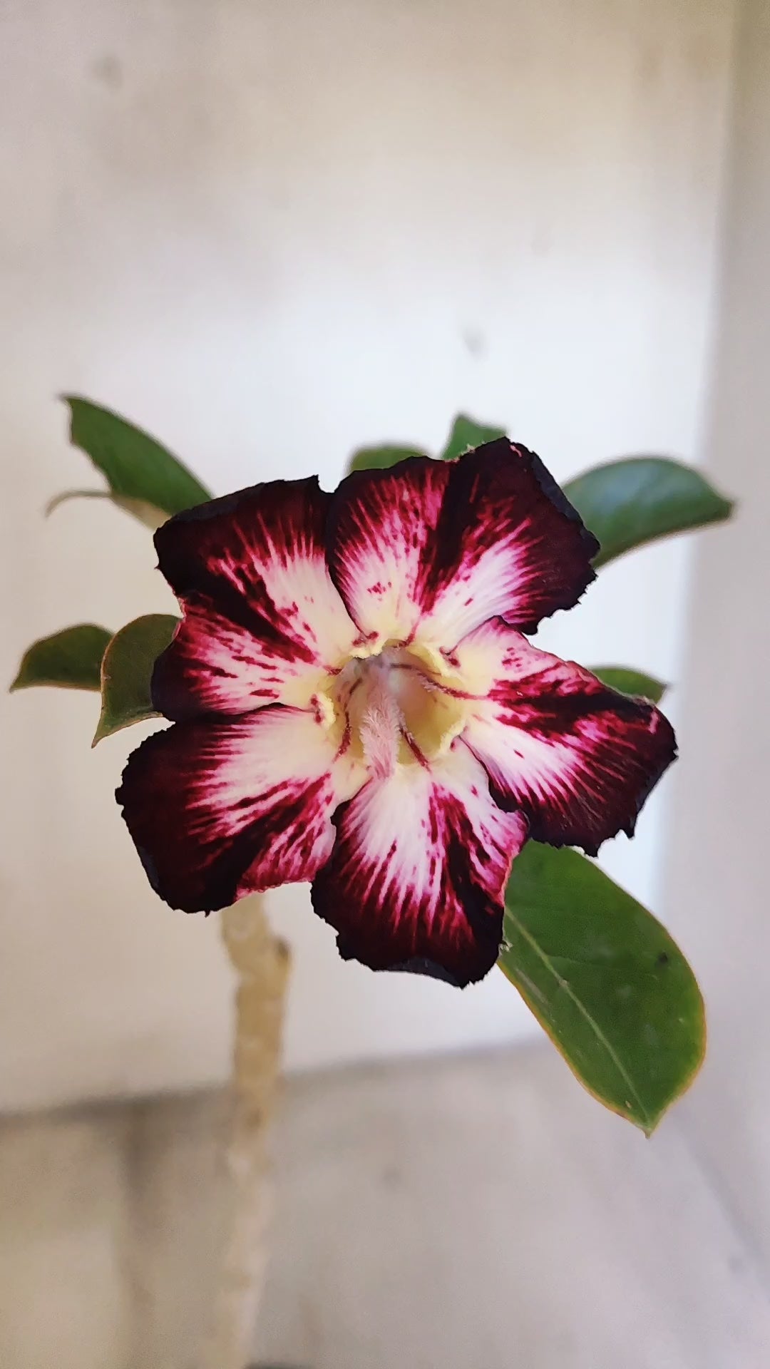 Planta Simples 3542 – 30cm – 02 anos