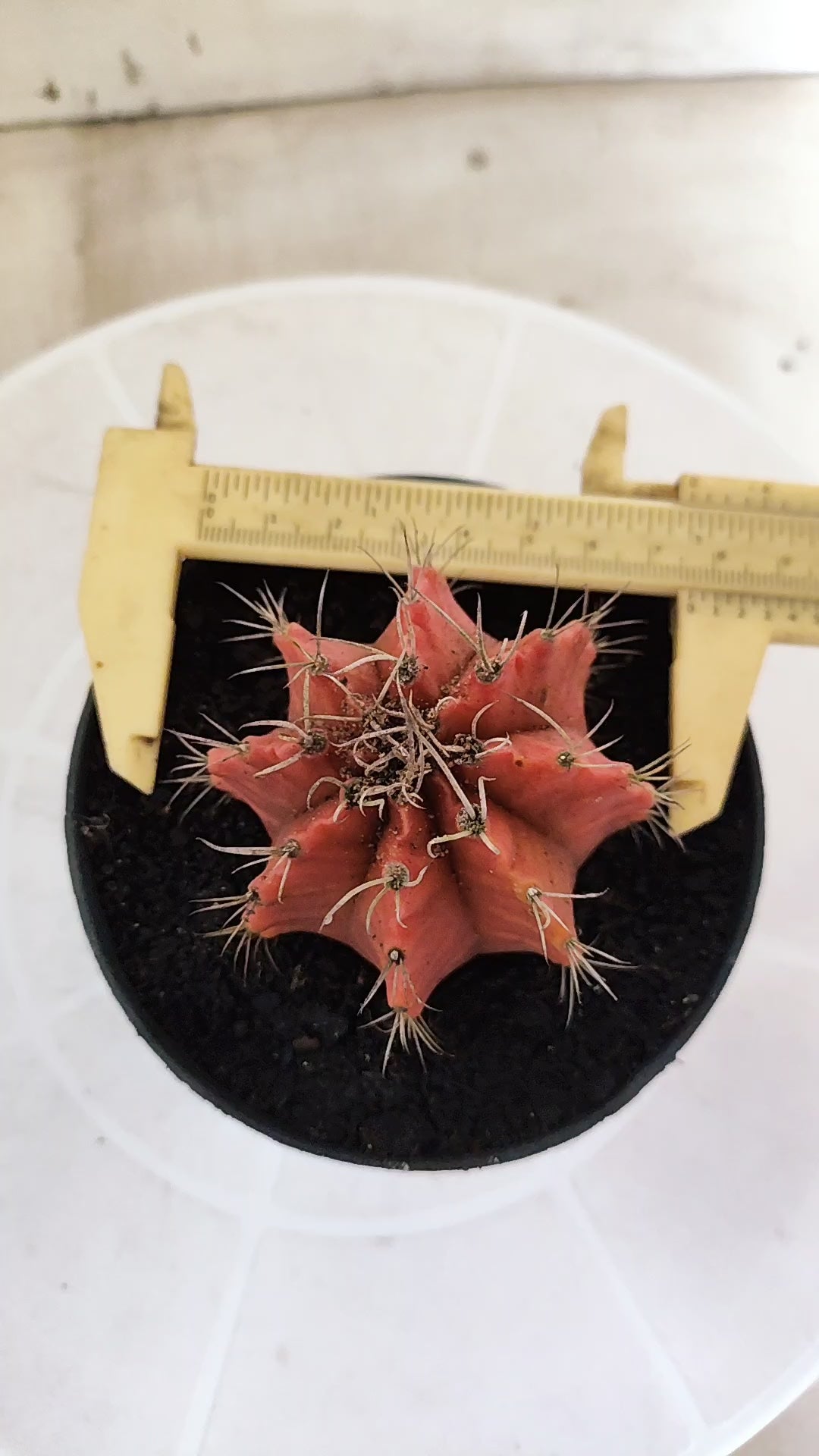 Gymnocalycium Mihanovichii "Variegata" Nº 1872 – vaso 11