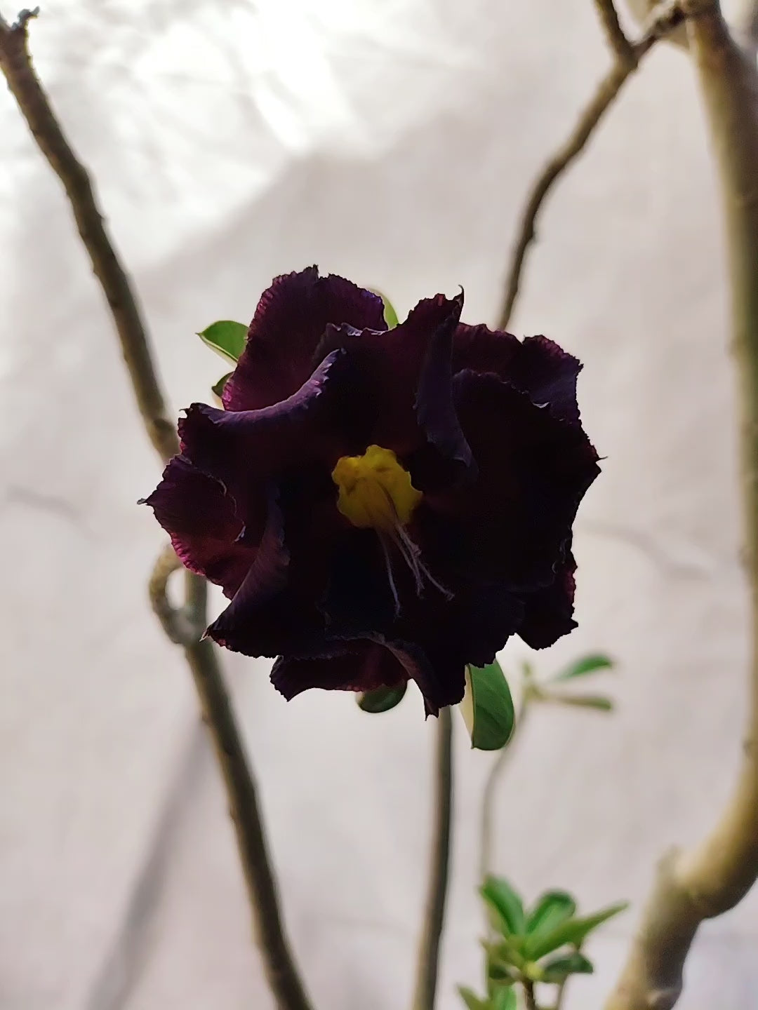 Planta MATRIZ Dobrada Nº 12 – 85cm – 05 anos