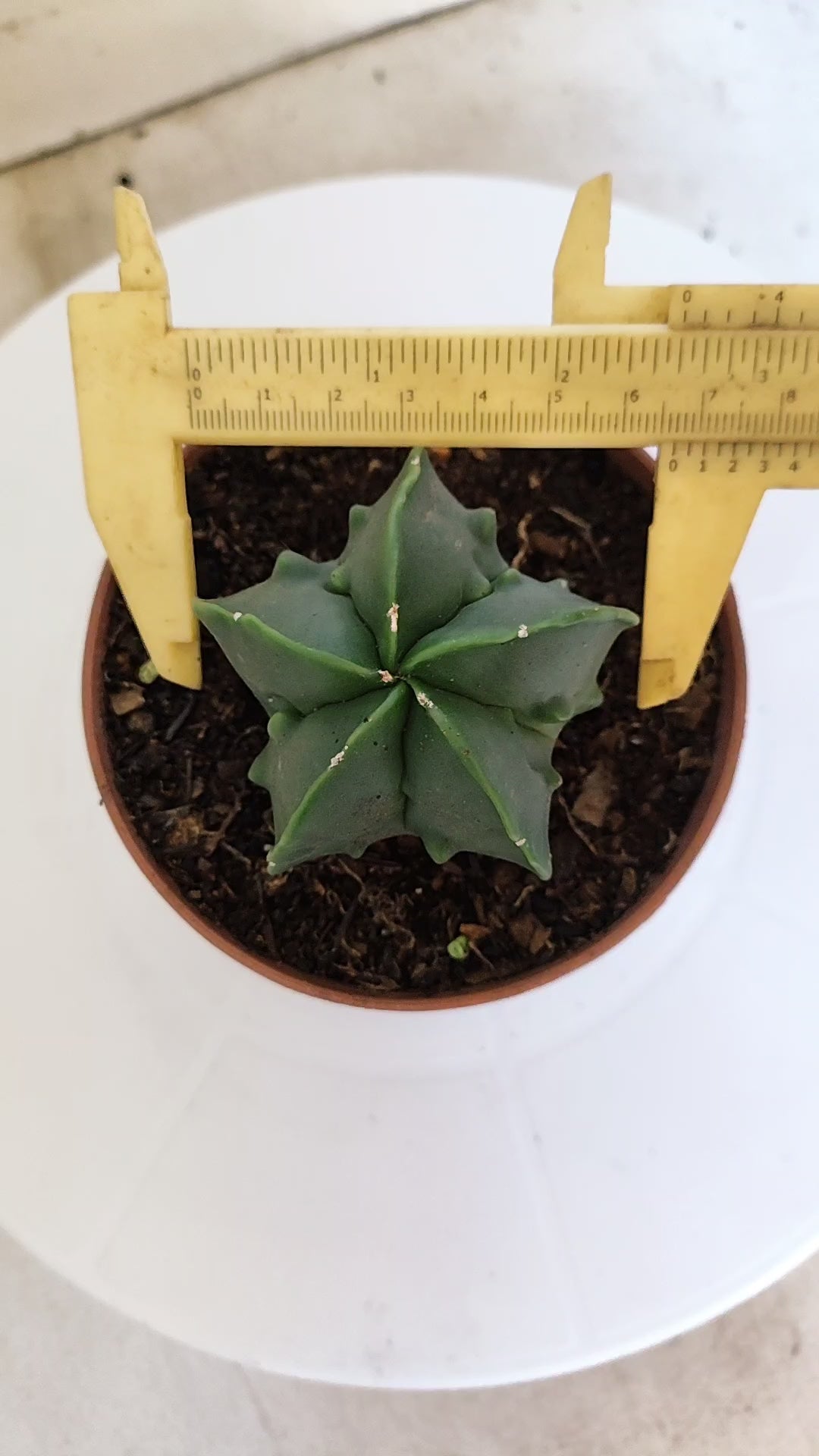 ASTROPHYTUM MYRIOSTIGMA cv FUKURYU  Nº 263 – vaso 11