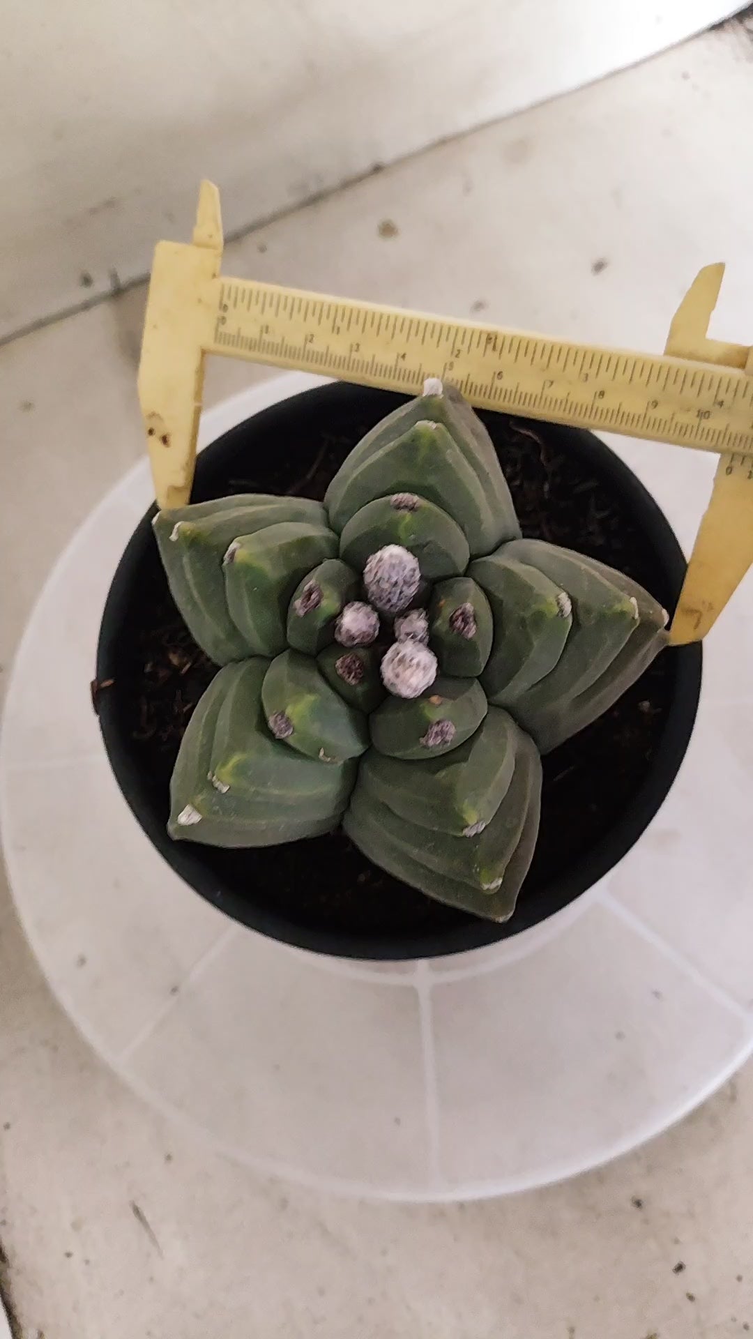 MATRIZ ASTROPHYTUM cv KIKKO  Nº 1388  – vaso 15
