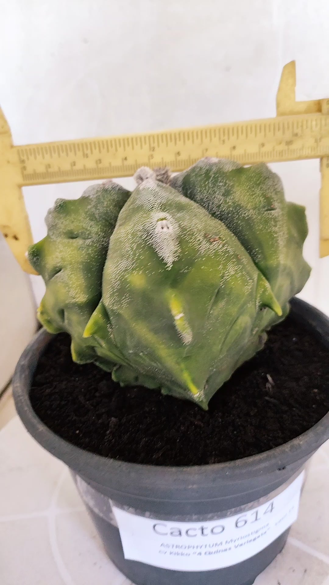 MATRIZ ASTROPHYTUM cv KIKKO "4 Quinas - Variegata"  Nº 614 – vaso 15
