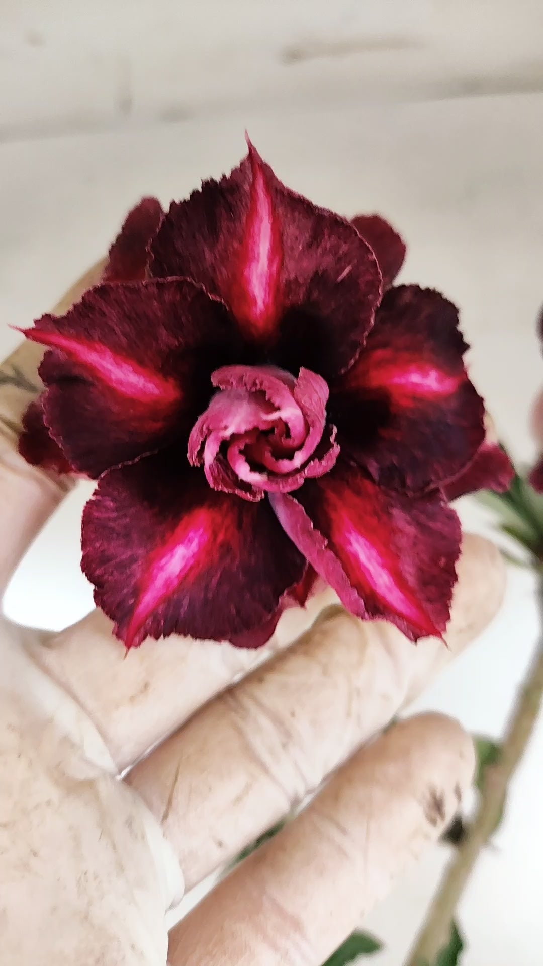 Planta Dobrada 3956 – 30cm – 02 anos