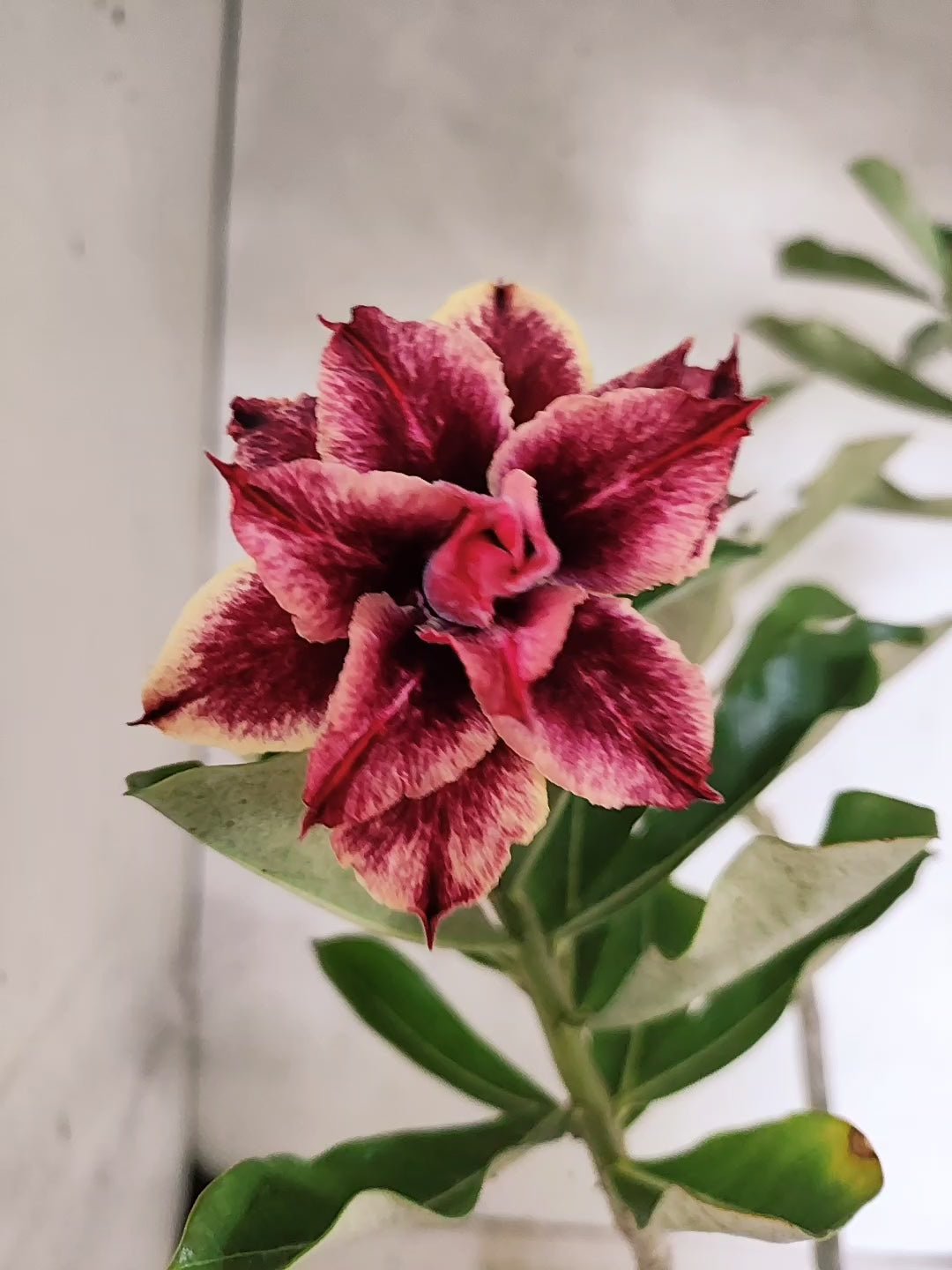 Planta Dobrada 3578 – 35cm – 03 anos