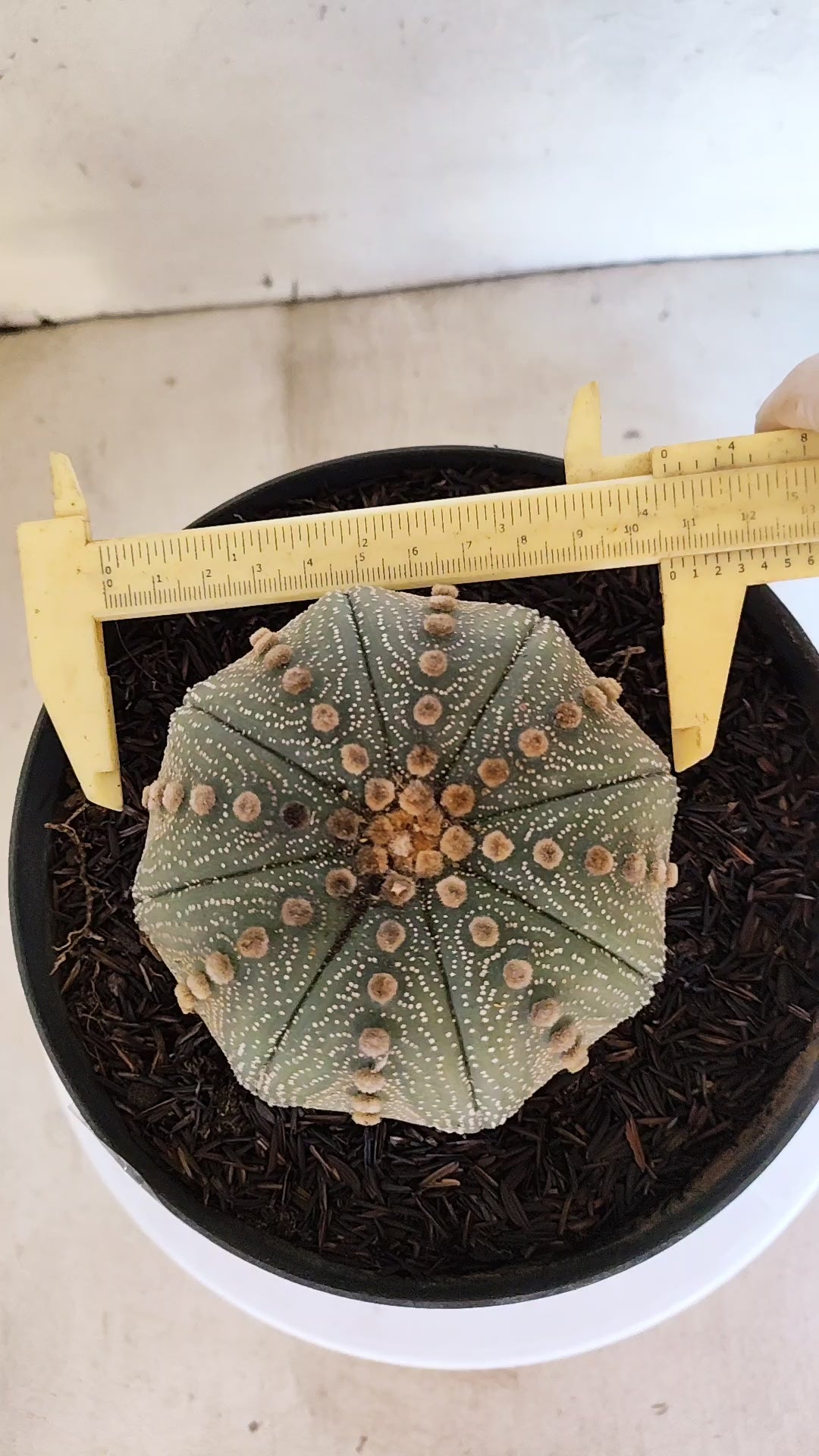 ASTROPHYTUM ASTERIAS STAR SHAPE Nº 1070 – vaso 17