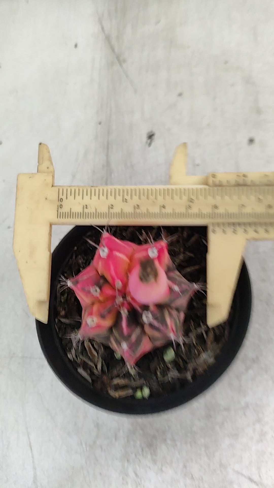 GYMNOCALYCIUM Mihanovichii "Variegata" Nº 704 – vaso 09