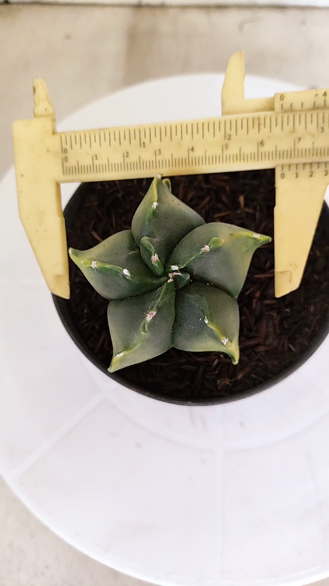 ASTROPHYTUM MYRIOSTIGMA "Variegata" Nº 1144 – vaso 11