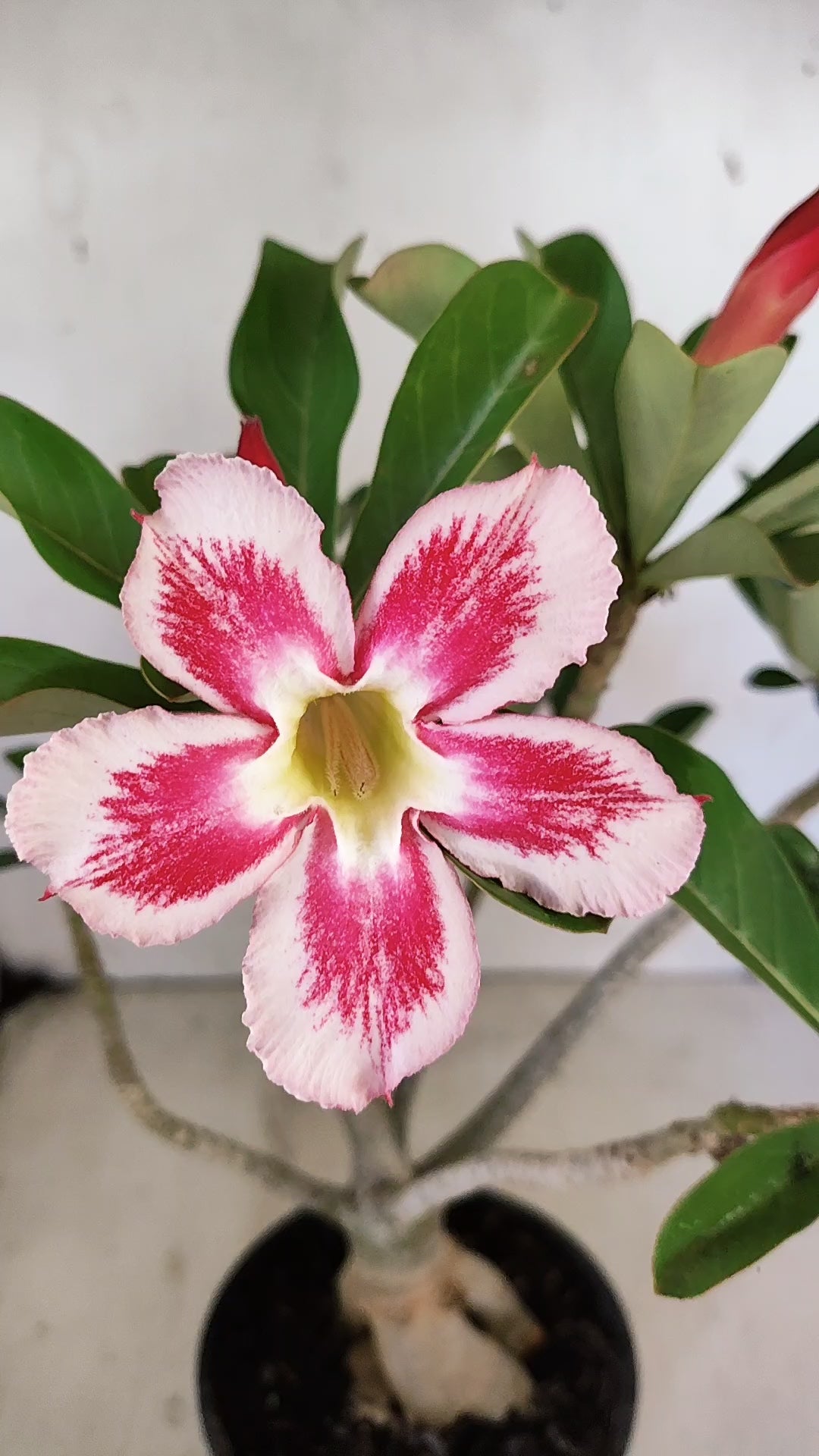 Planta Simples 3546 – 30cm – 03 anos