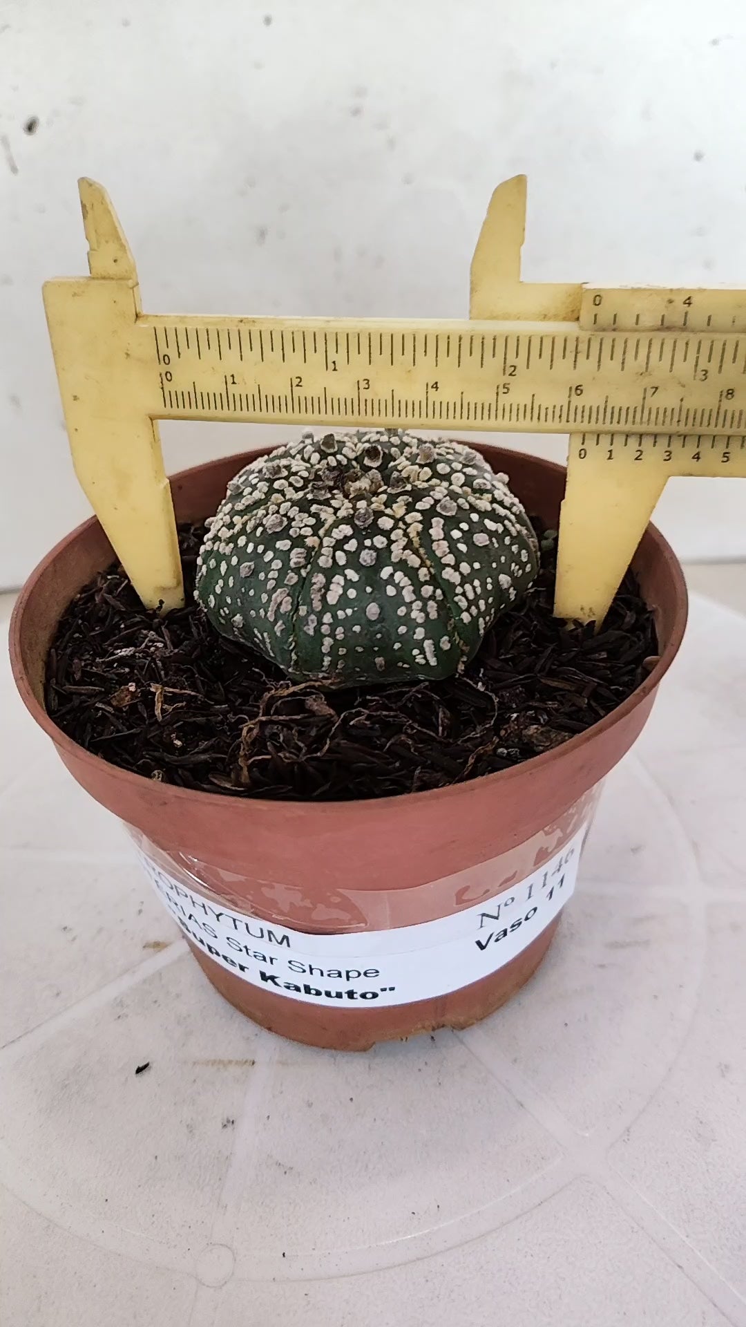 ASTROPHYTUM ASTERIAS "STAR SHAPE - Super Kabuto"   Nº 1146 – vaso 11