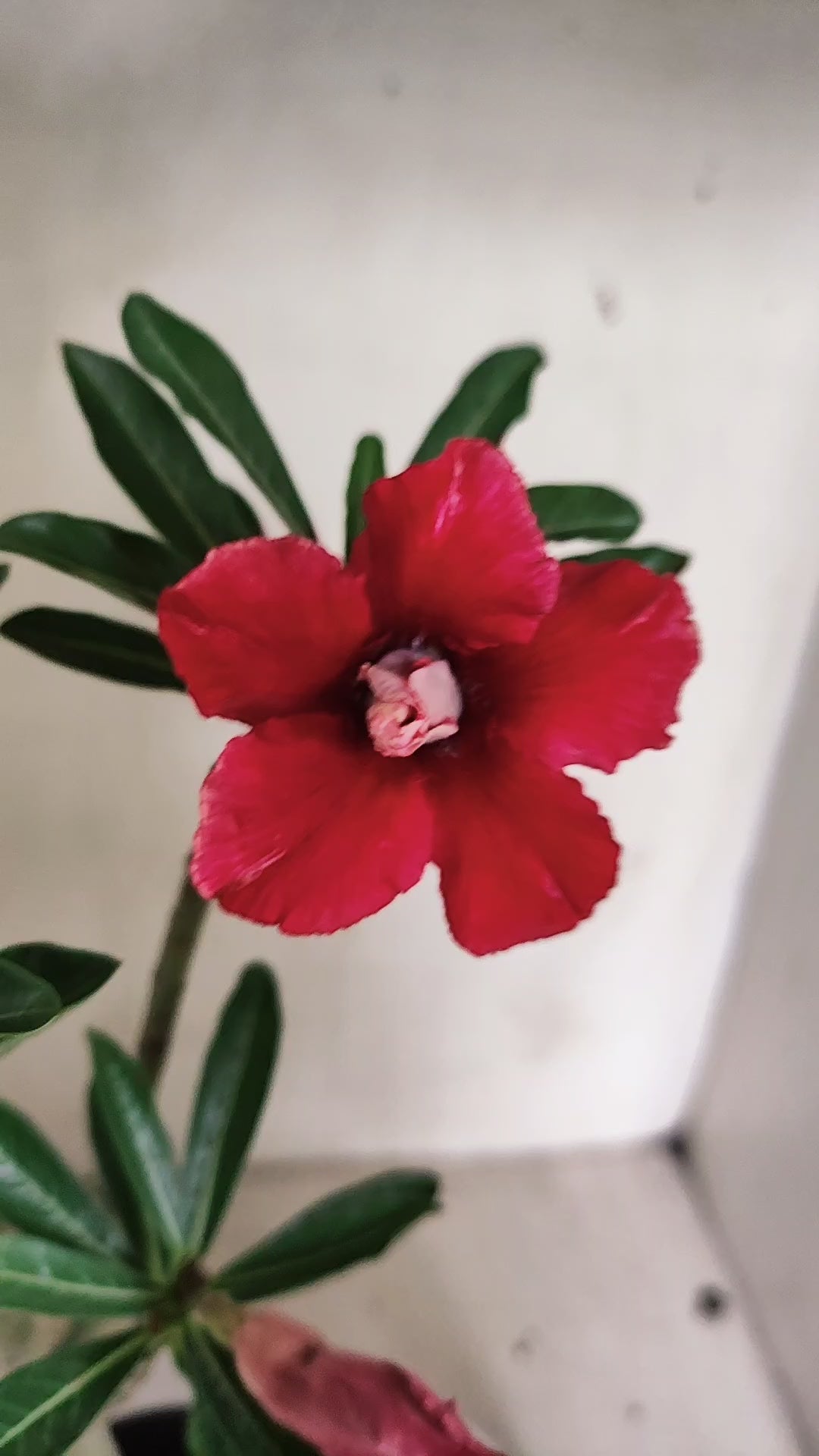 Planta Dobrada 4064 –  30cm – 02 anos - Vaso 15