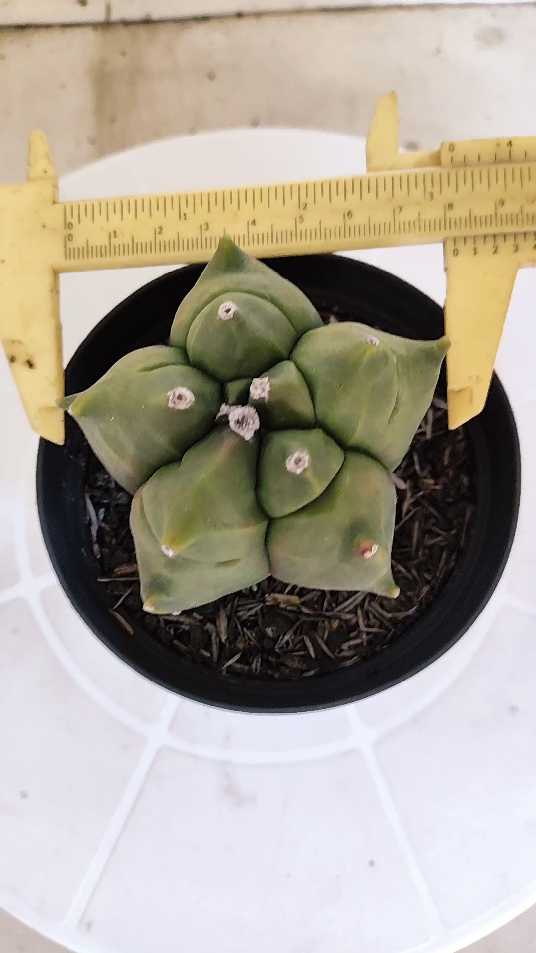 MATRIZ ASTROPHYTUM cv KIKKO   Nº 1076 – vaso 11