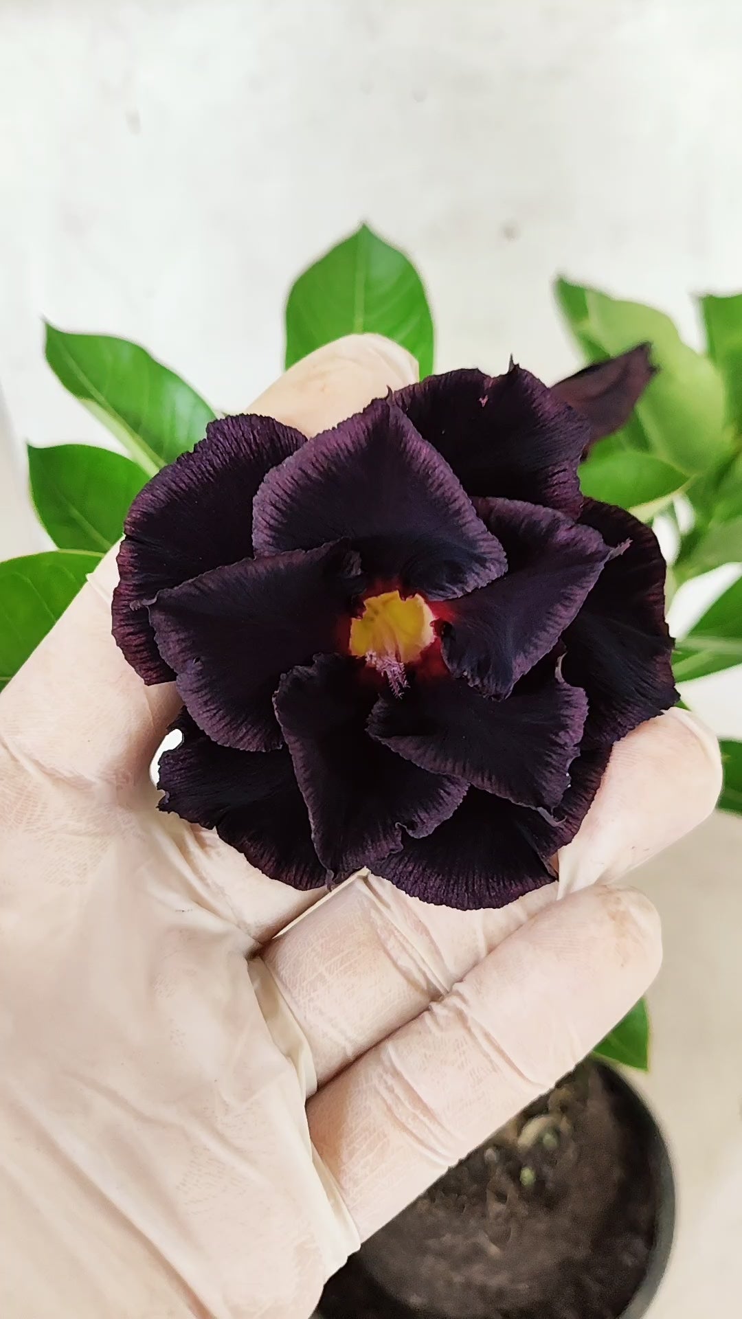 ENXERTO 12731 – 25cm (cor LM 591)