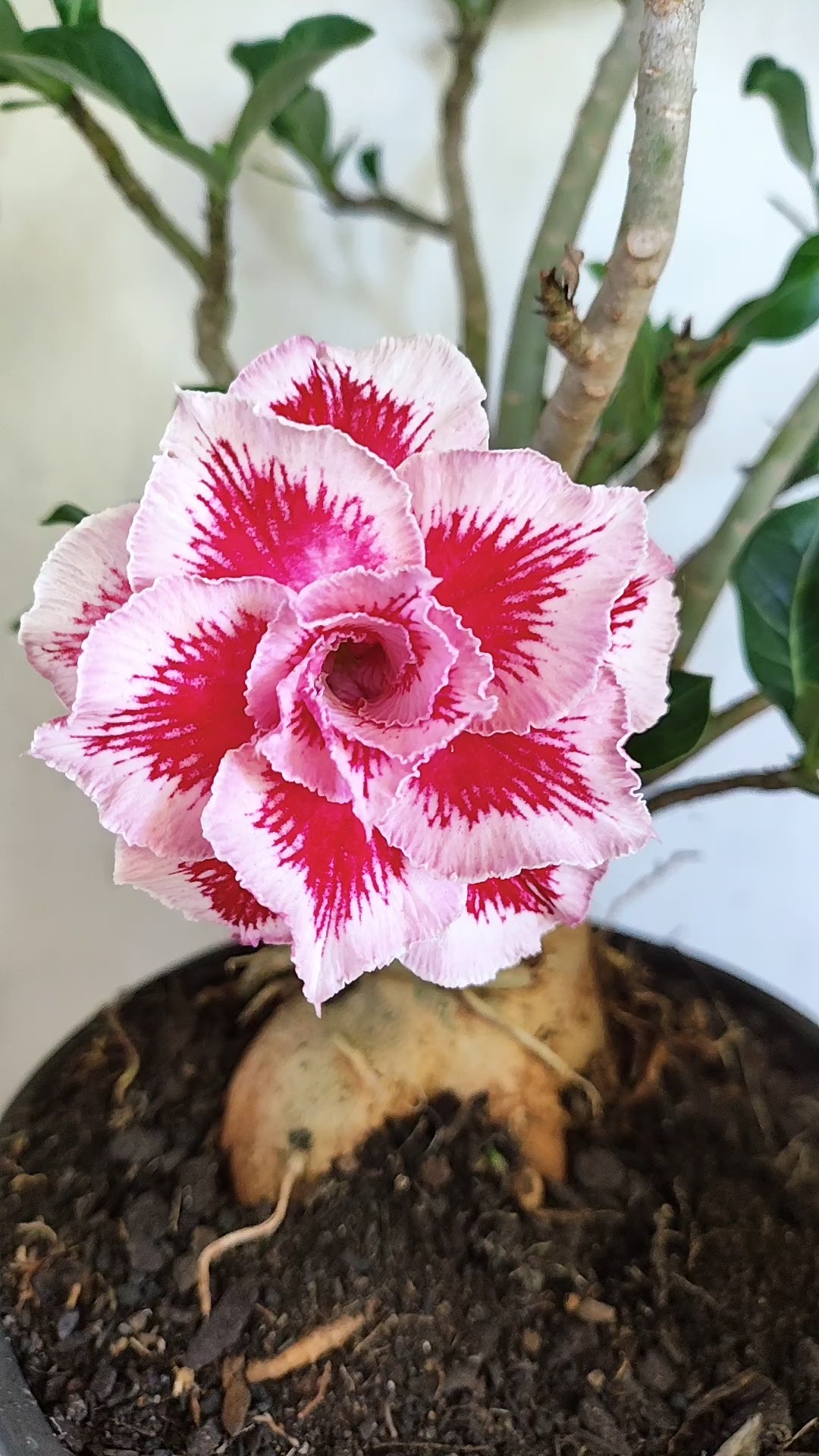 Planta Dobrada 4045 – 45cm – 04 anos - Vaso 20