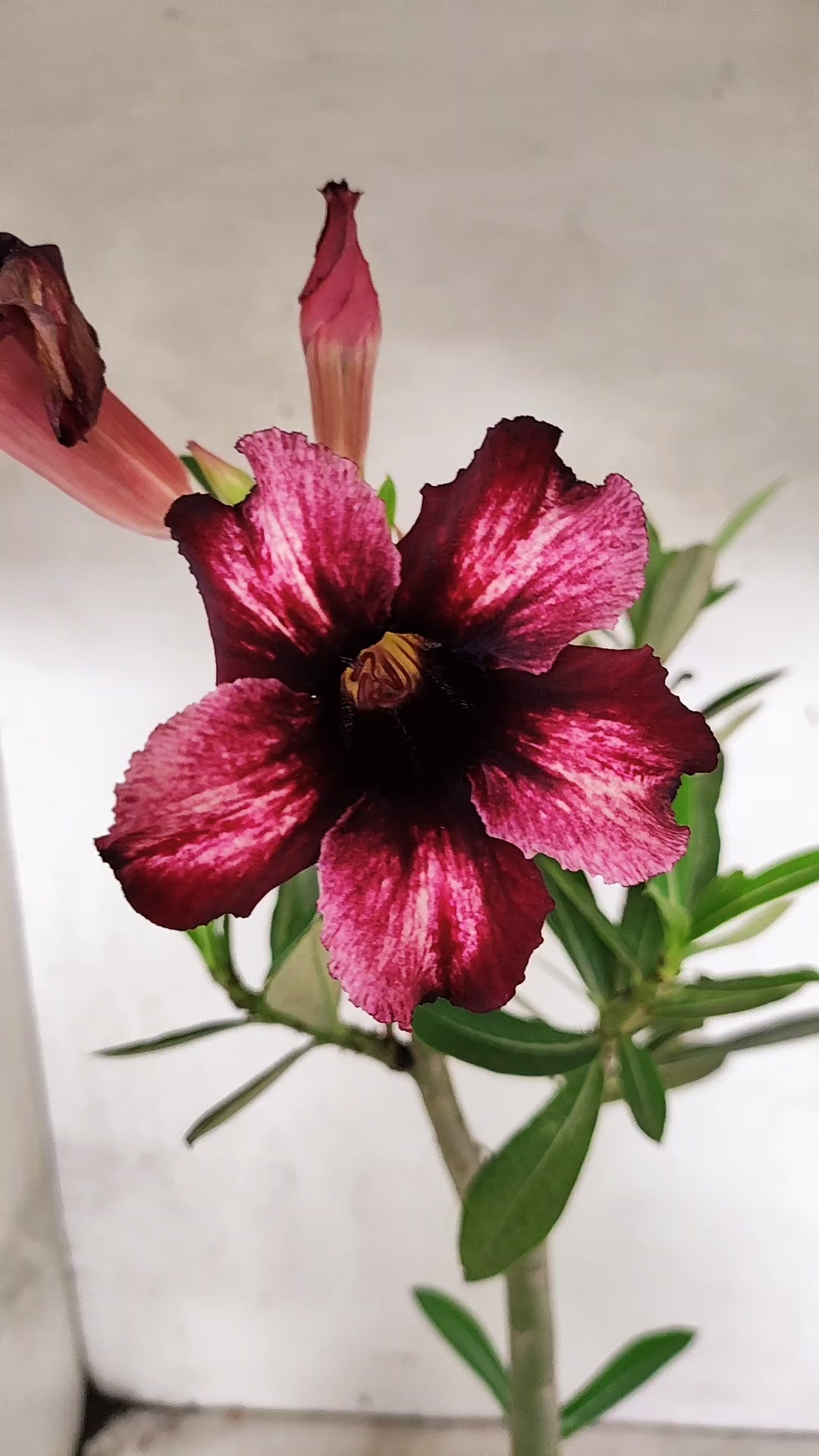 Planta Simples 3482 – 35cm – 03 anos