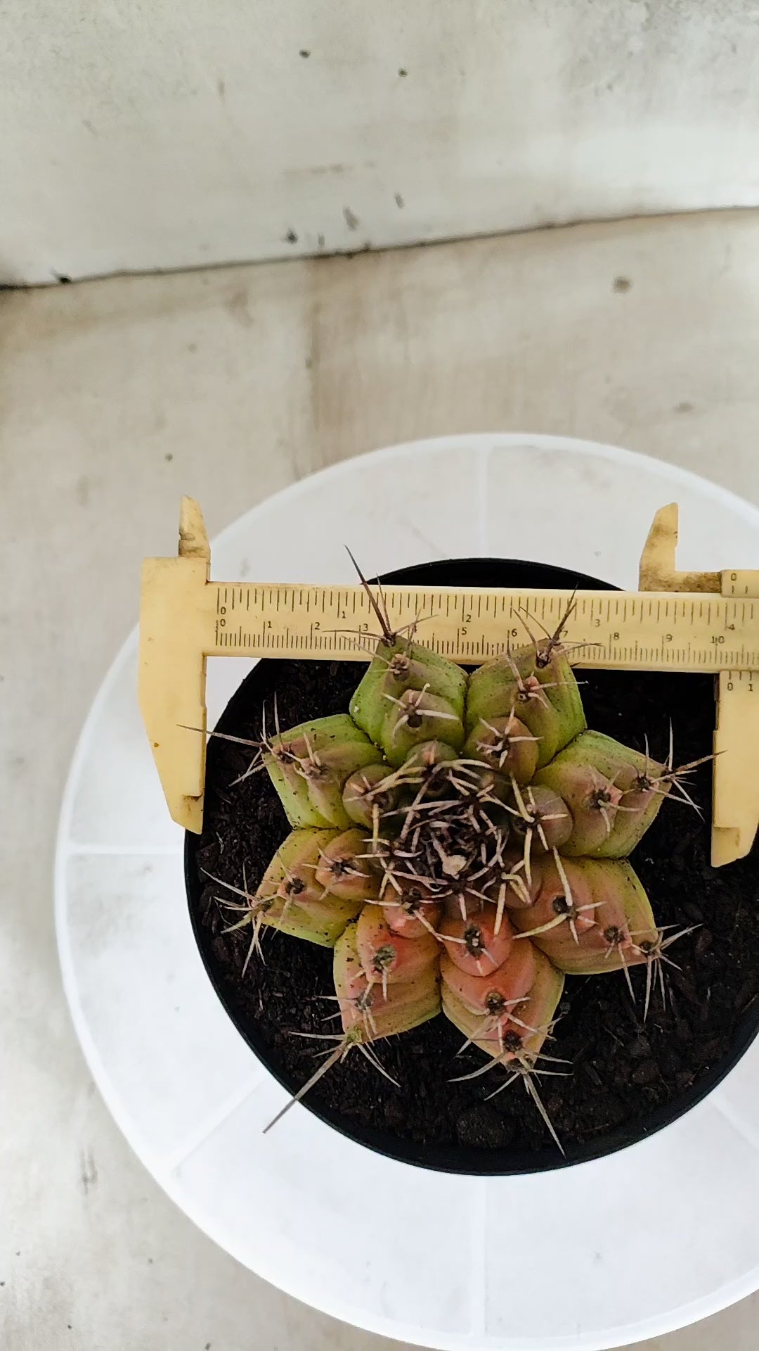 Gymnocalycium Mihanovichii "Variegata" Nº 1871 – vaso 15