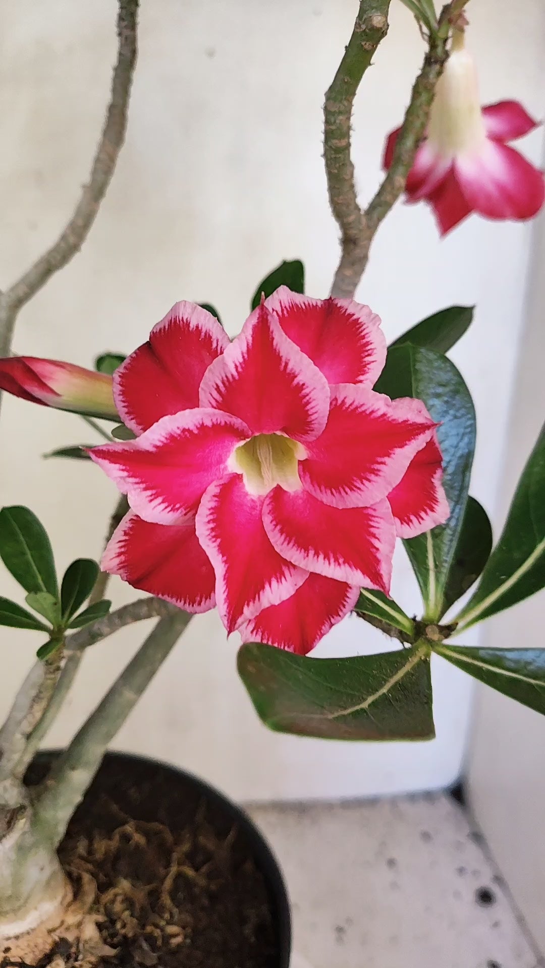 Matriz Planta Dobrada 4086 –  35cm – 03 anos - Vaso 17