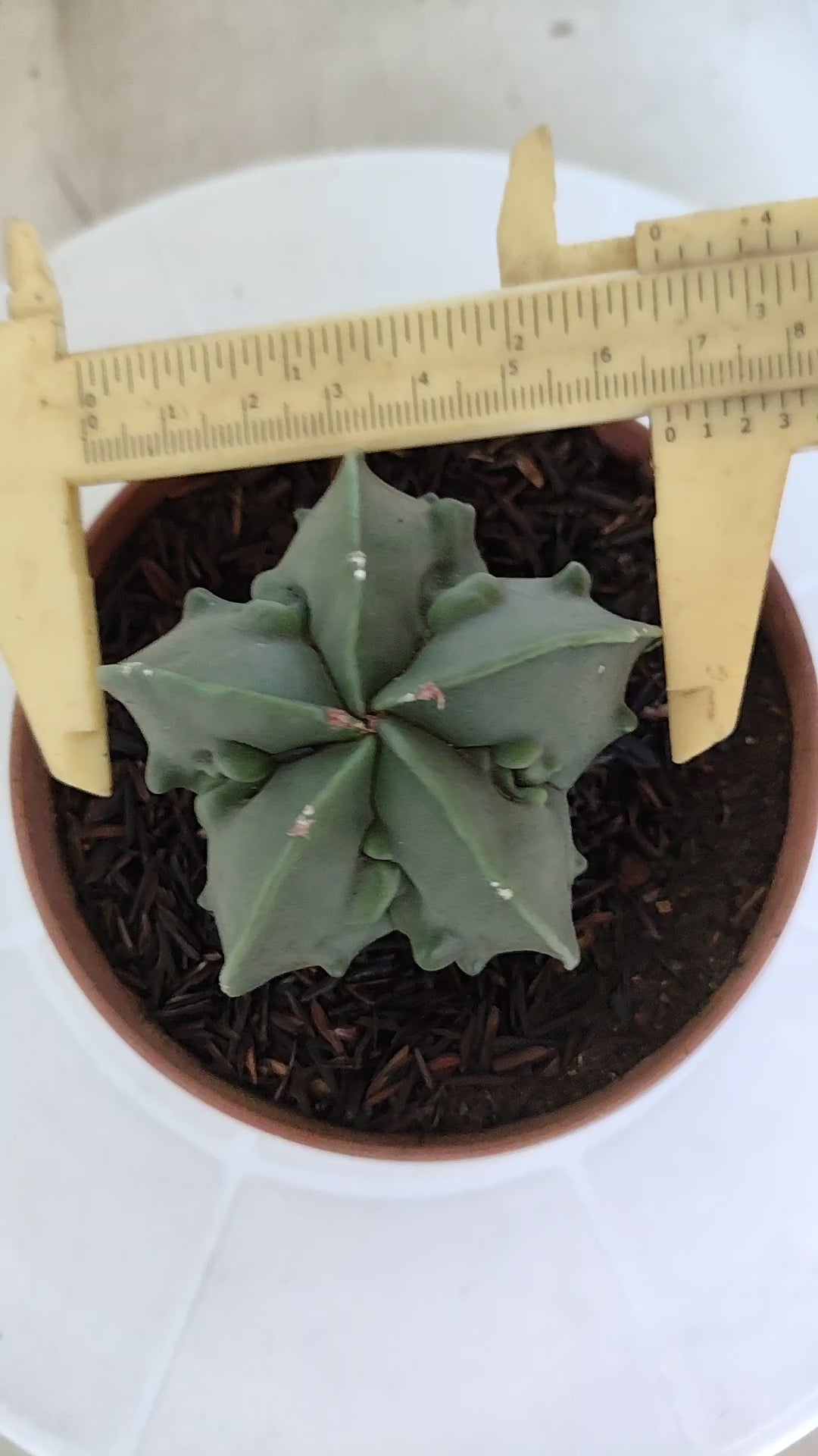 MATRIZ ASTROPHYTUM cv KIKKO "Fukuryu - Nudun"  Nº 1121 – vaso 11