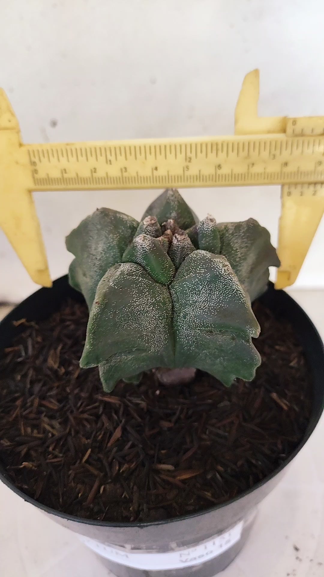 MATRIZ ASTROPHYTUM cv KIKKO  Nº 1151 – vaso 15