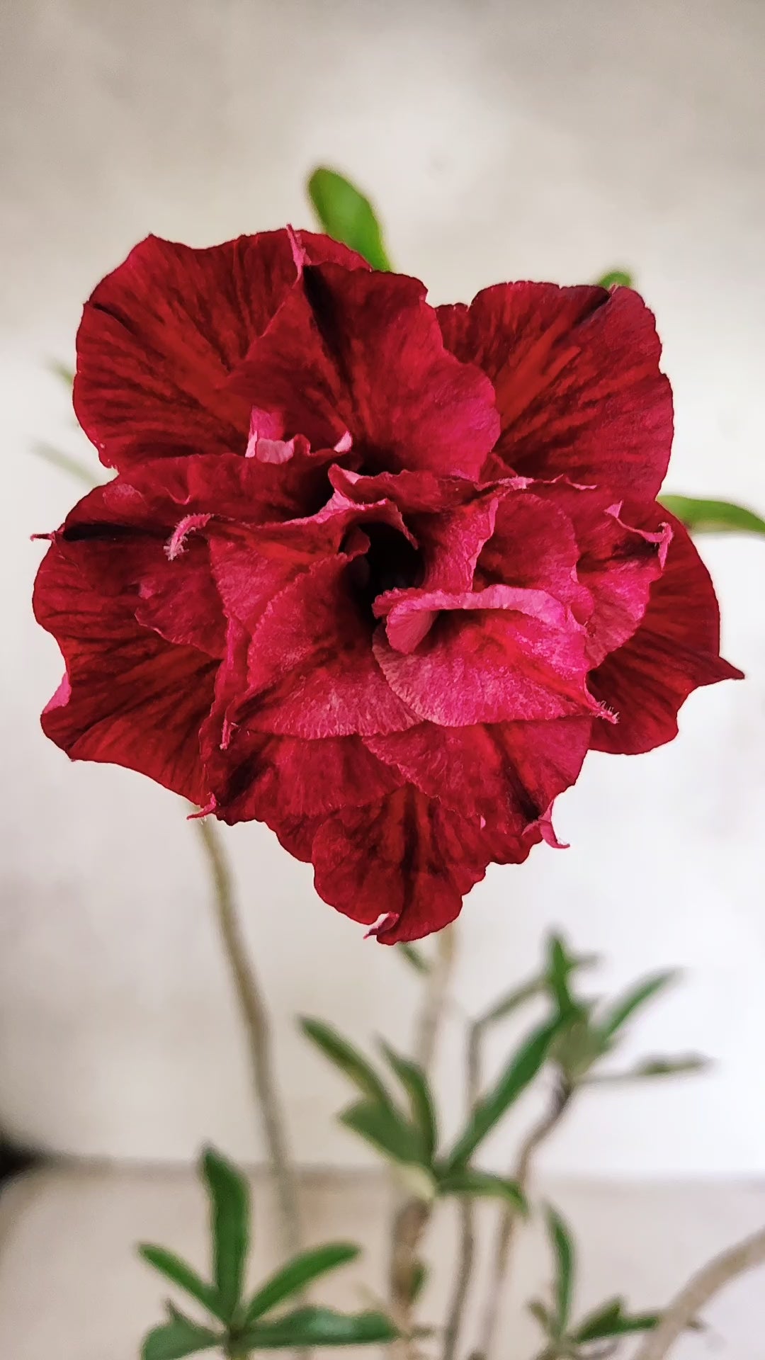 Planta Dobrada 3292 – 35cm – 03 anos