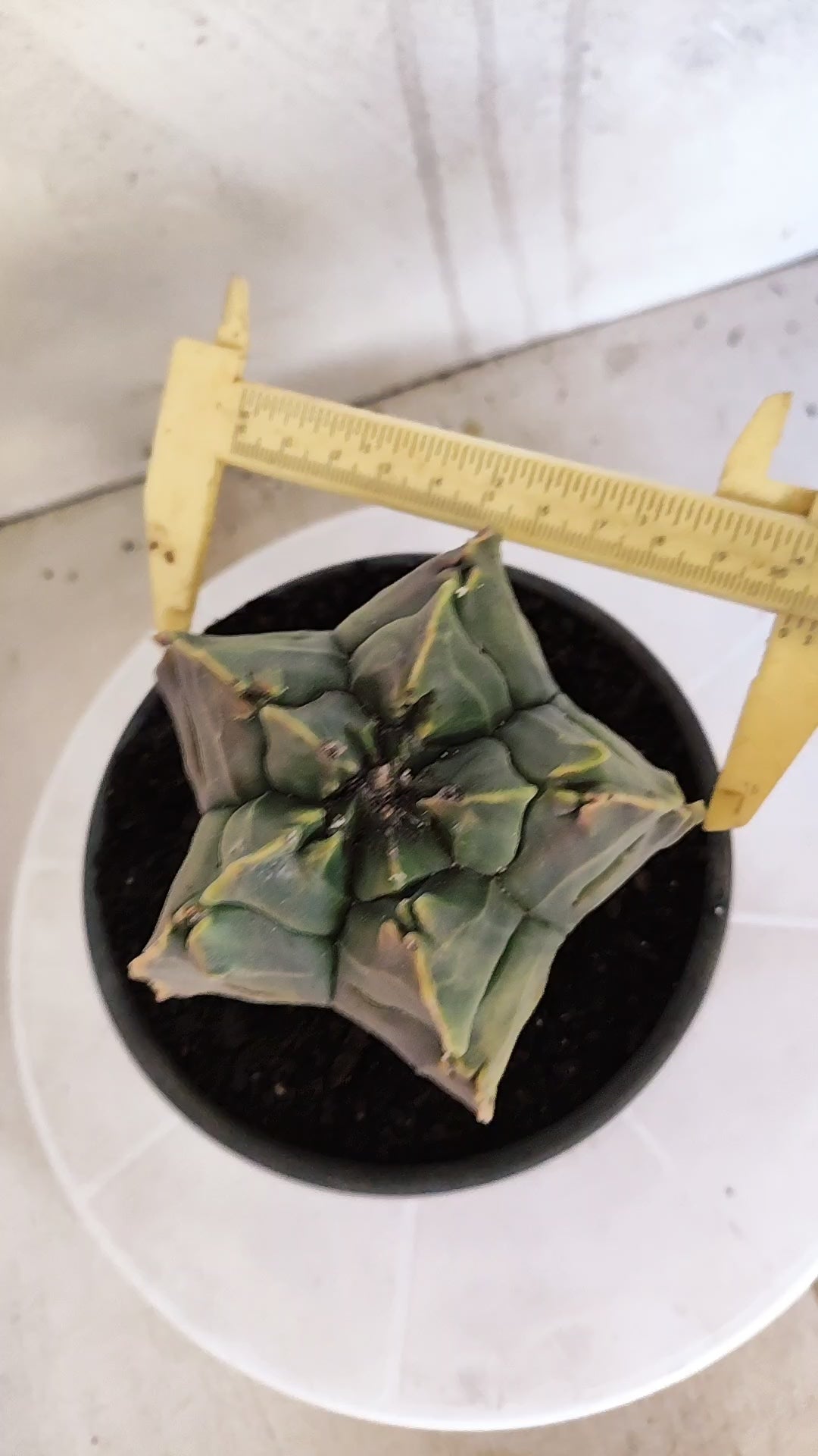 ASTROPHYTUM cv KIKKO Nº 1267 "Variegata" - vaso 15