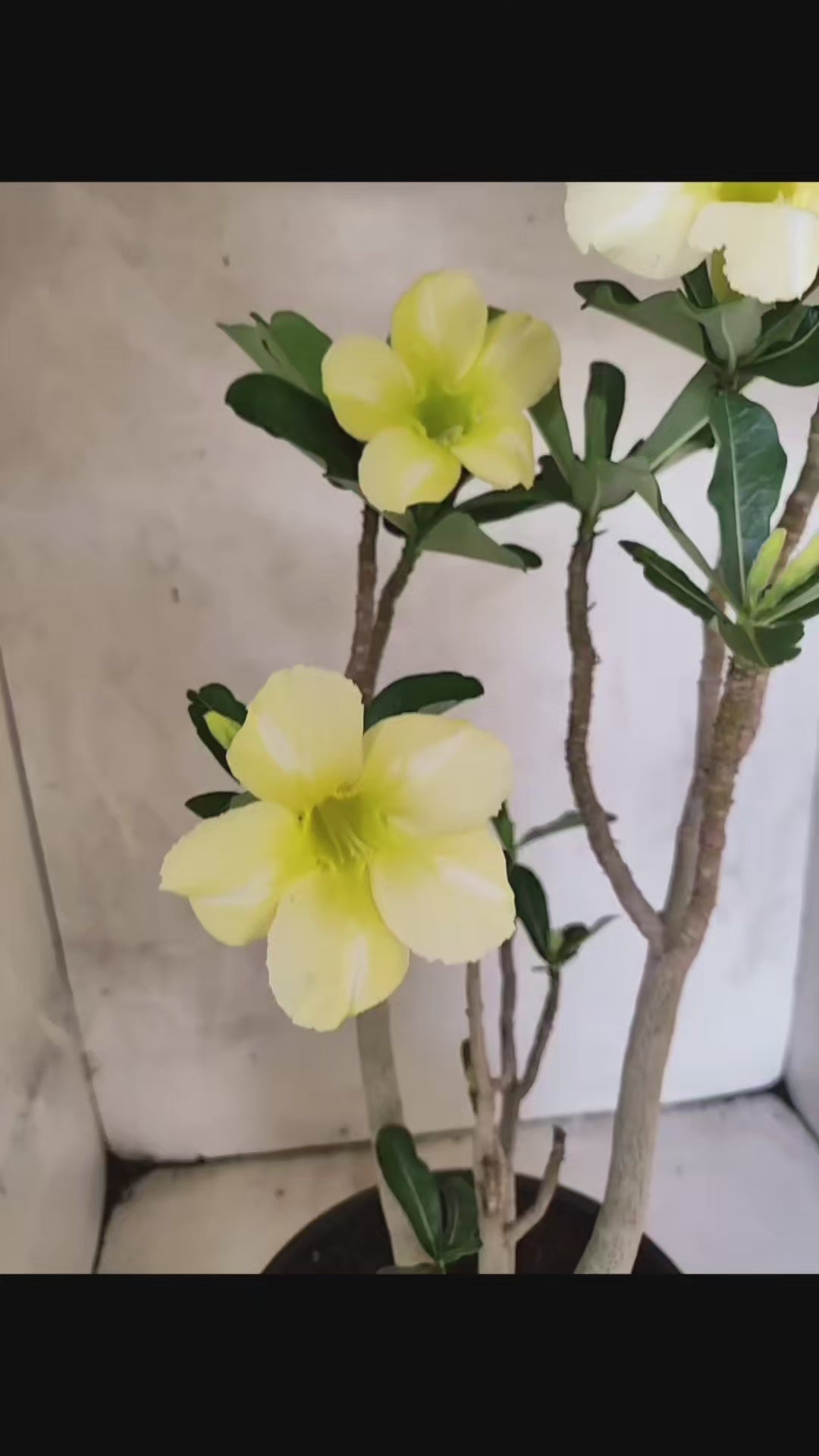 Planta Simples 3466 – 45cm – 04 anos