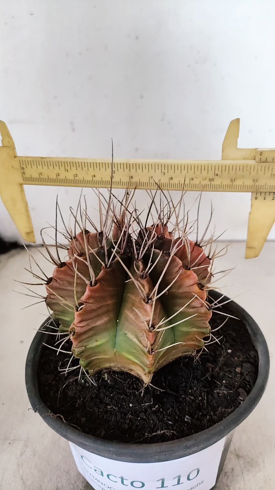 GYMNOCALYCIUM Mihanovichii Variegata  Nº 110 – vaso 15
