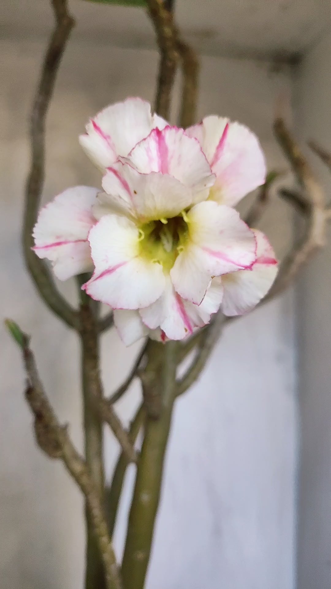 Planta Dobrada 3999 – 60cm – 04 anos - Vaso 17