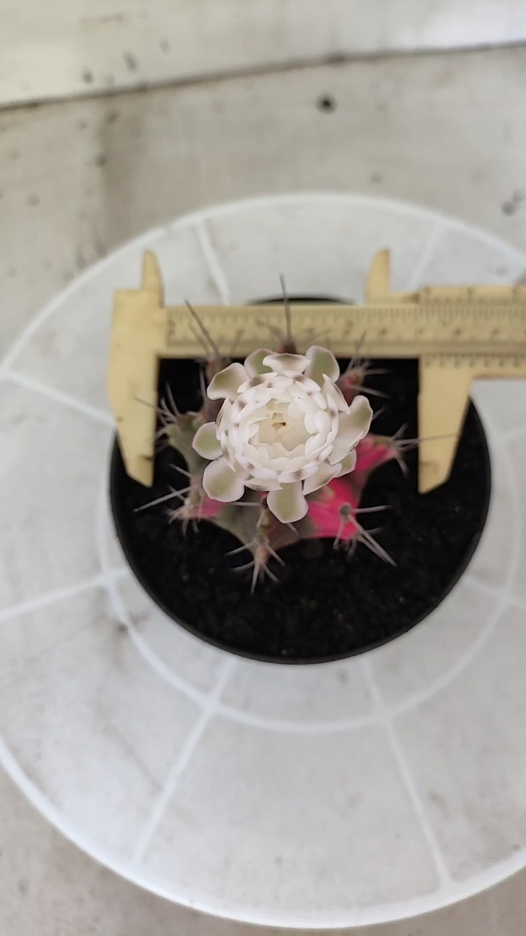 GYMNOCALYCIUM Mihanovichii Variegata Nº 1497 – vaso 11