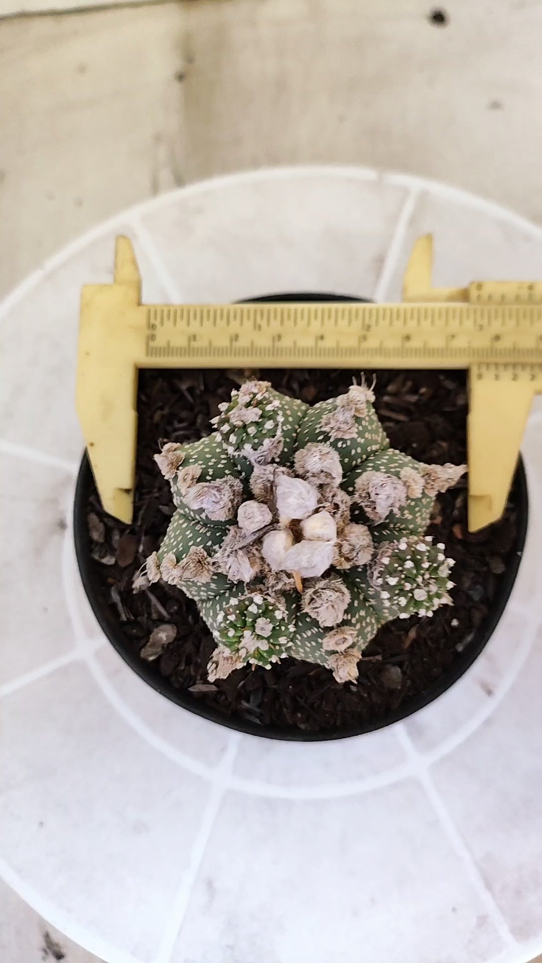 ASTROPHYTUM ASTERIAS SUPER KABUTO "Prolifero" Nº 1408 – vaso 11