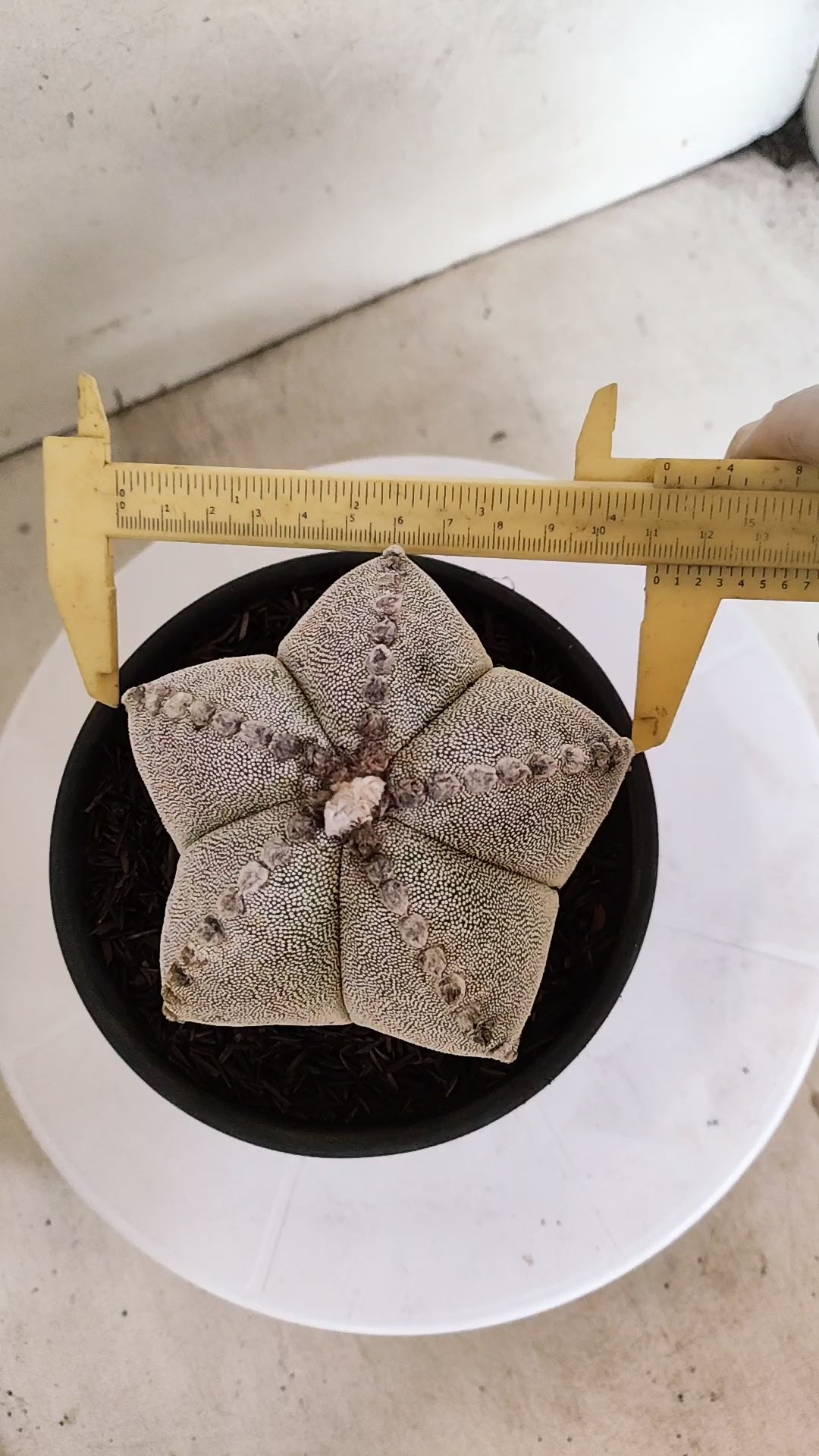 ASTROPHYTUM MYRIOSTIGMA  Nº 1233 – vaso 15