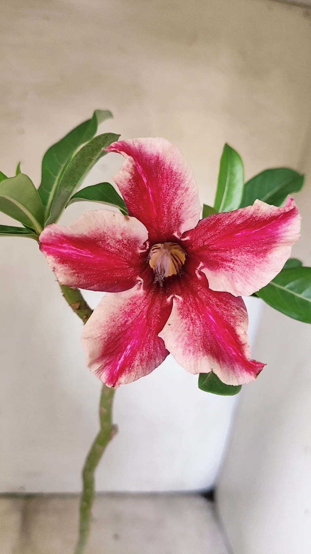 Planta Simples 3537 – 30cm – 02 anos