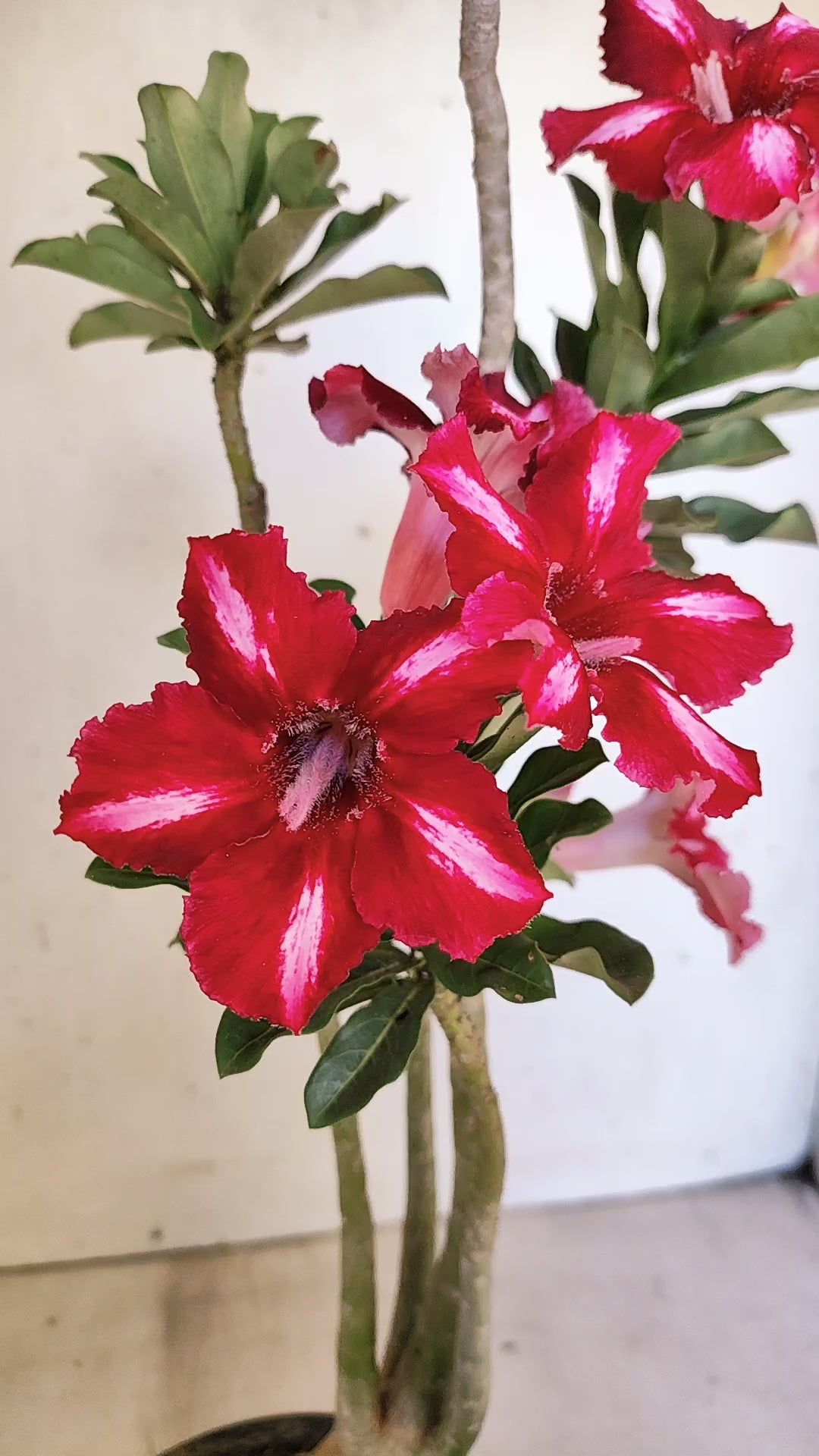 Planta Simples 3549 – 35cm – 03 anos