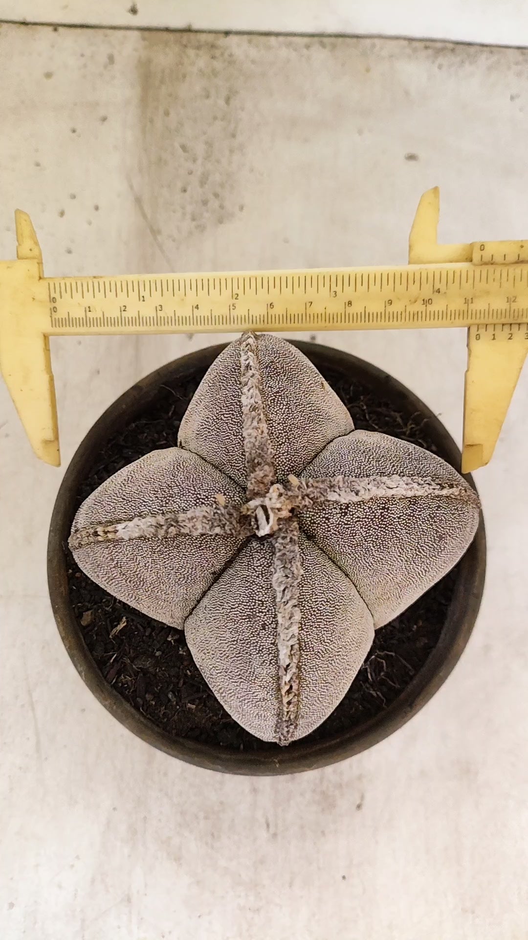 ASTROPHYTUM MYRIOSTIGMA "4 QUINAS" Nº 158 – vaso 15