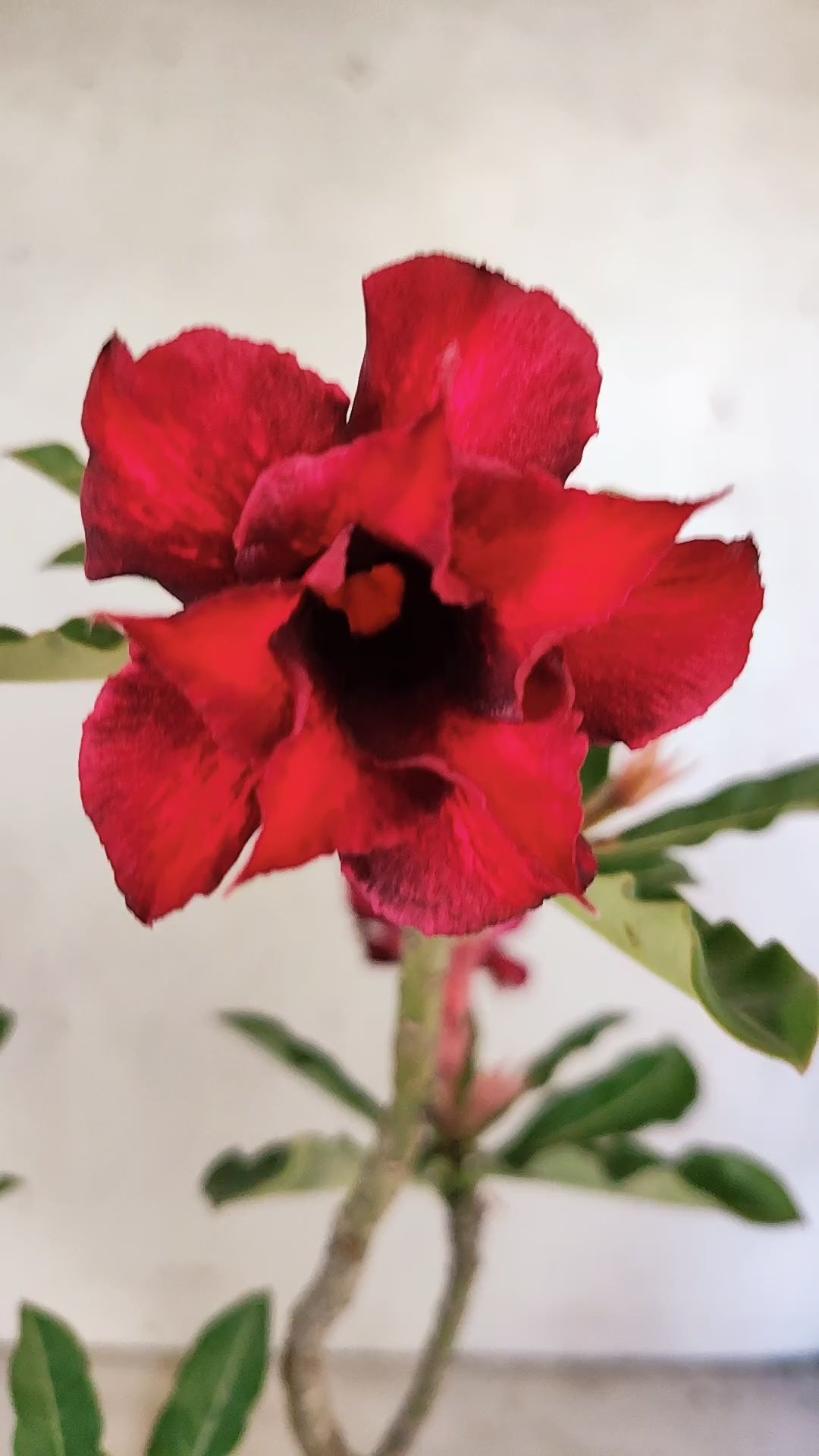 Planta Dobrada 3928 – 35cm – 02 anos