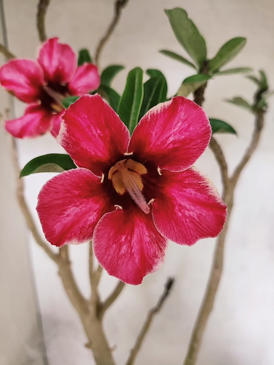 Planta Simples 3495 – 45cm – 03 anos